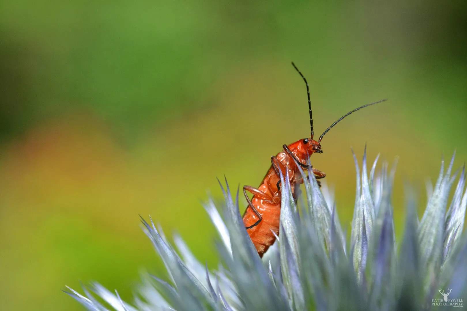 Soldier Beetle