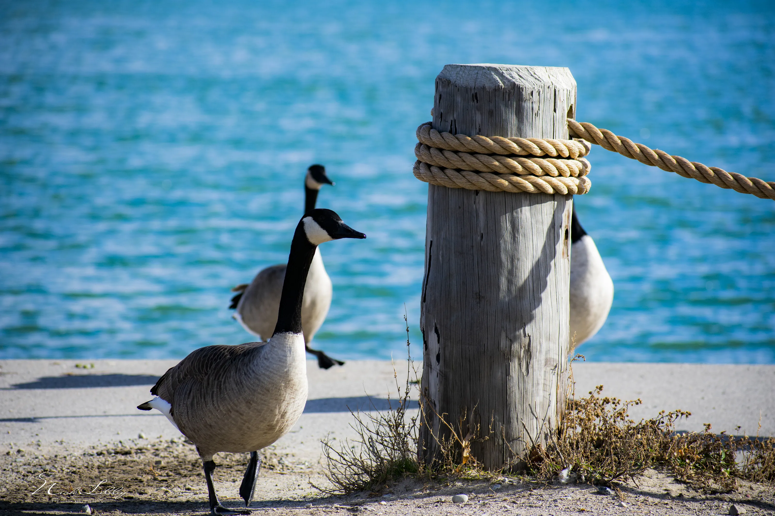Canadian Geese