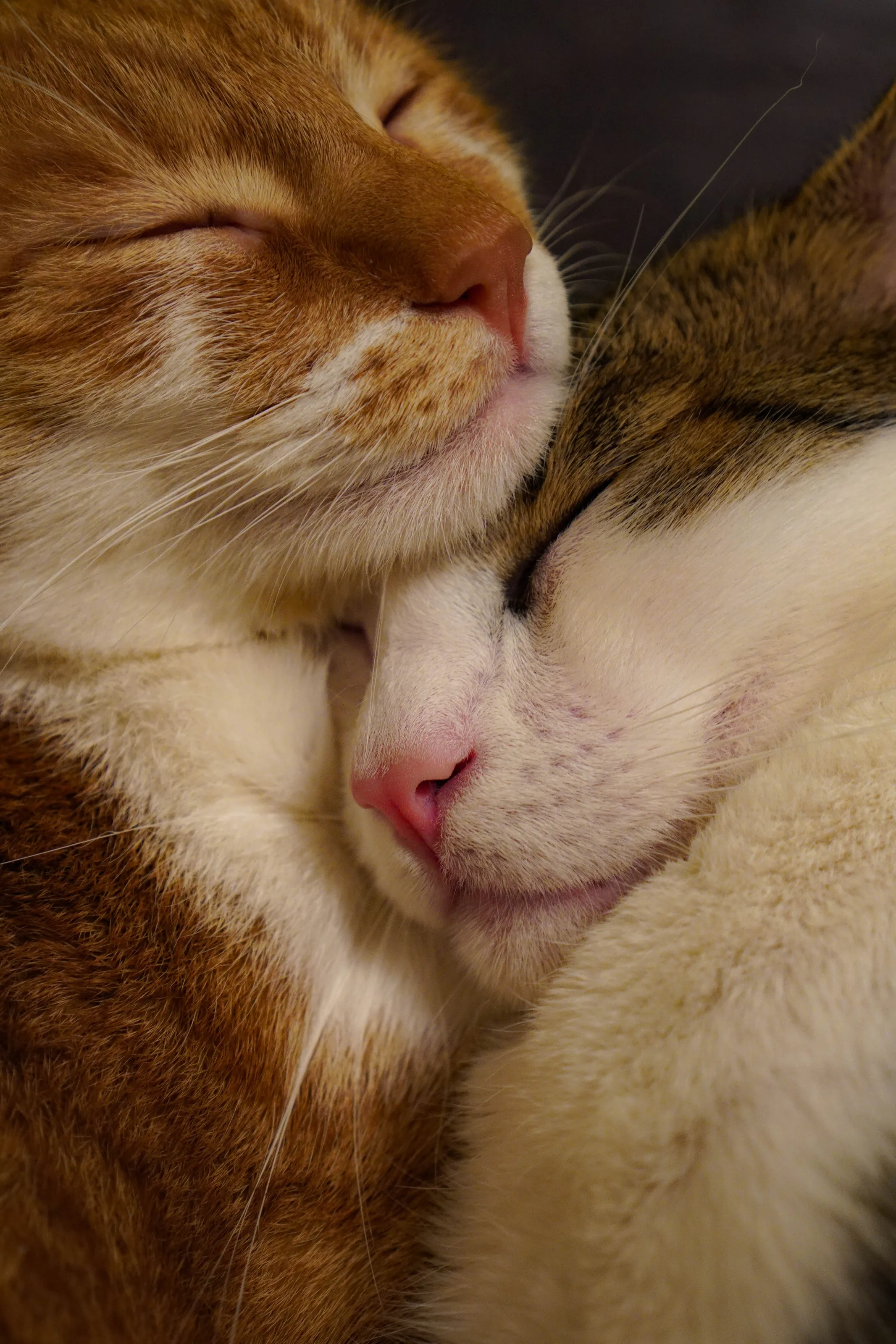 loving cats