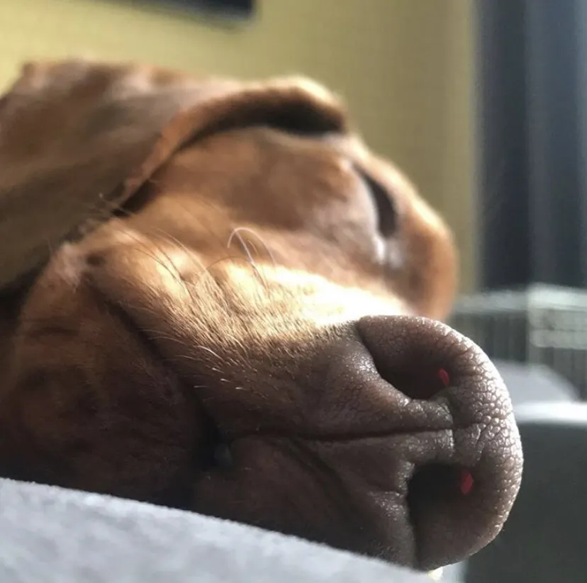 Reggie The Sleepy Dachshund