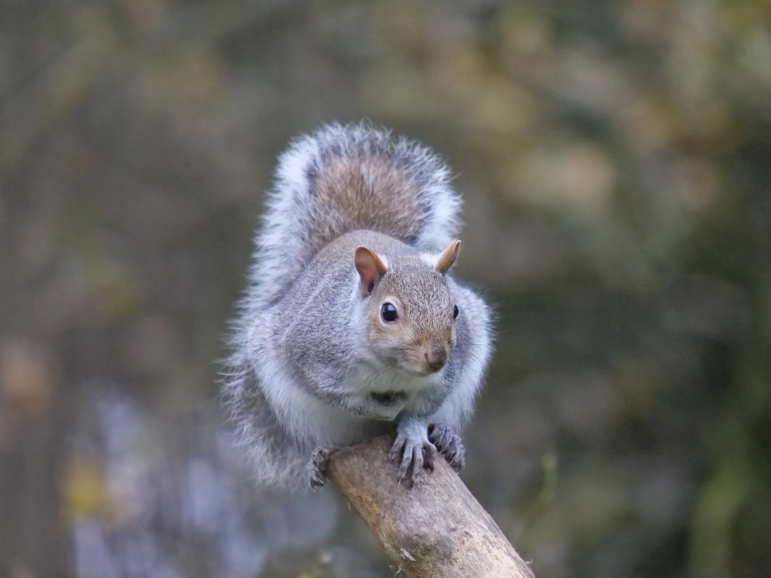 Poised Grey. Squirrel