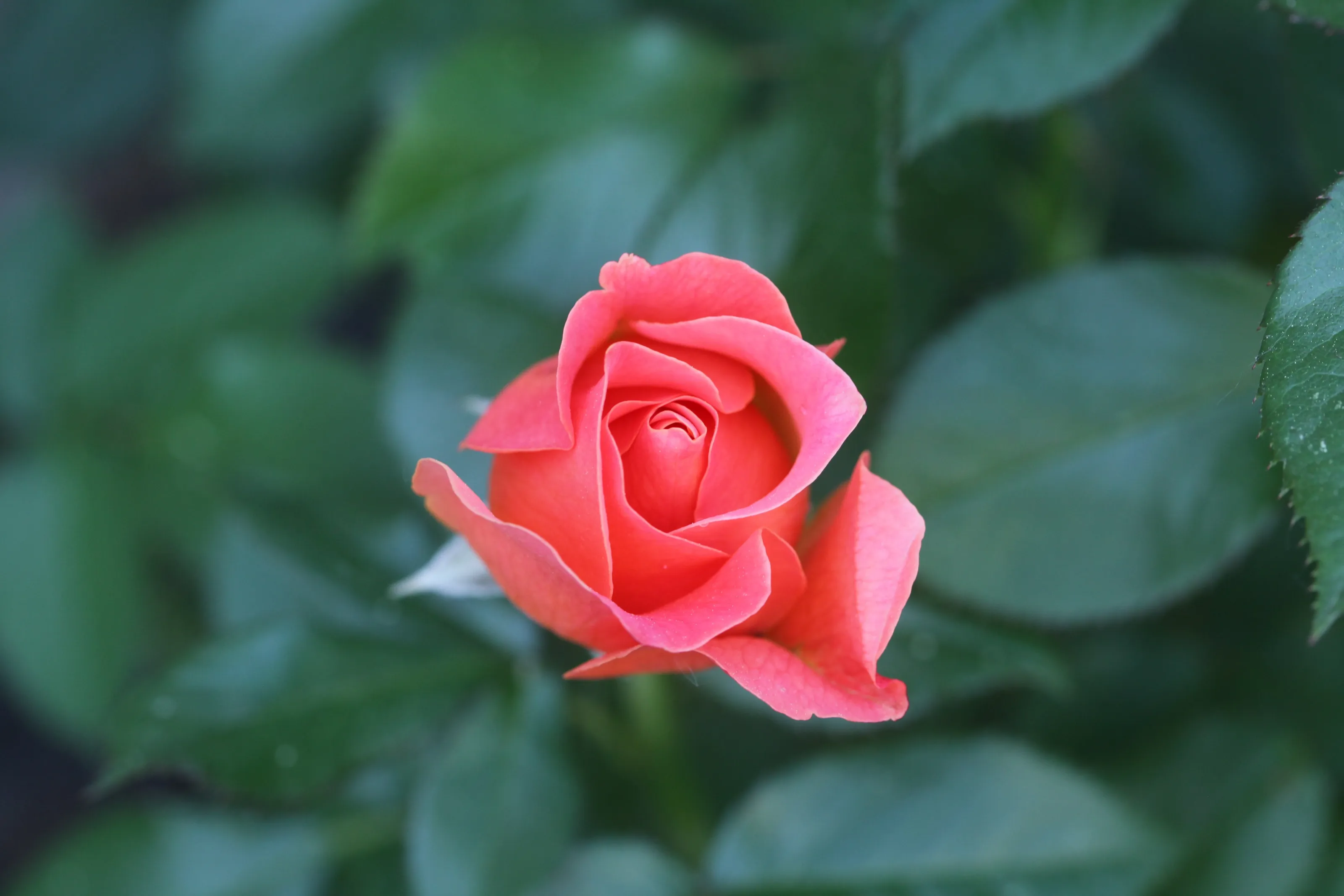 Garden Flower