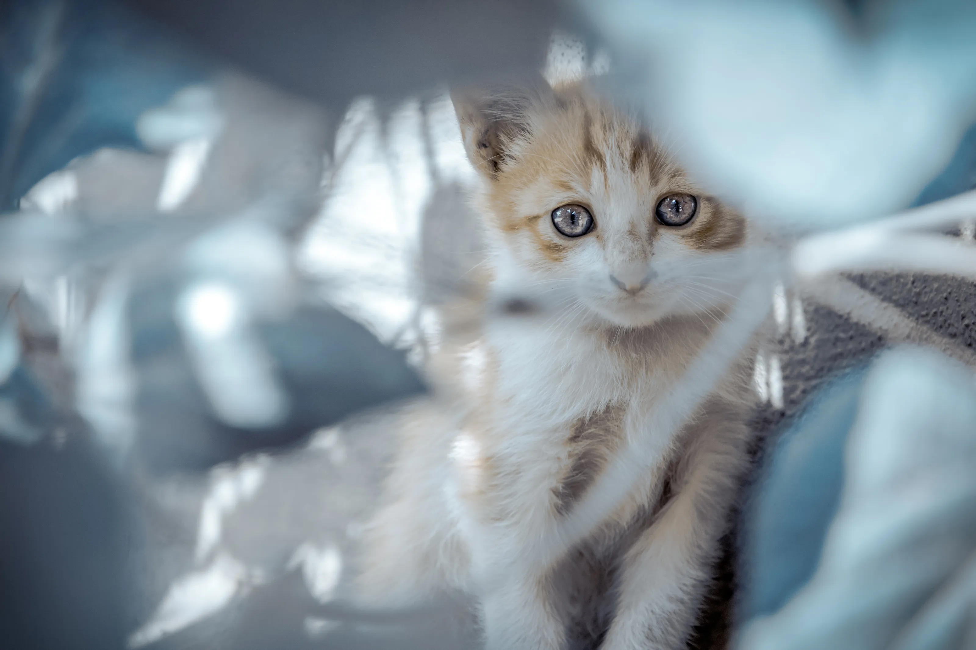 Kitty Cat Eyes
