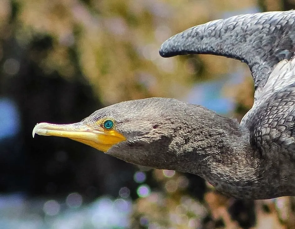 Neotropic Cormorant