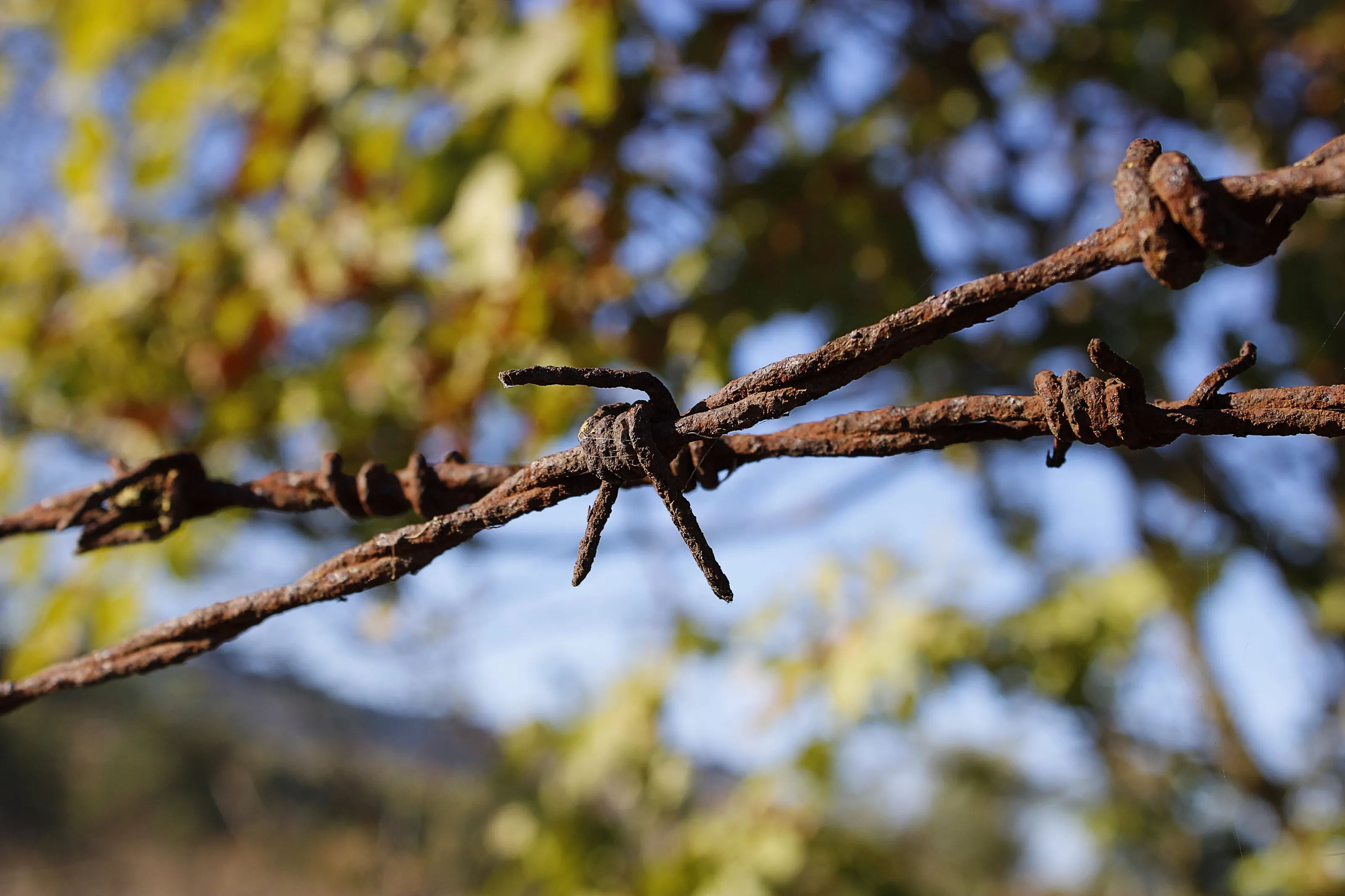 Barbed wire