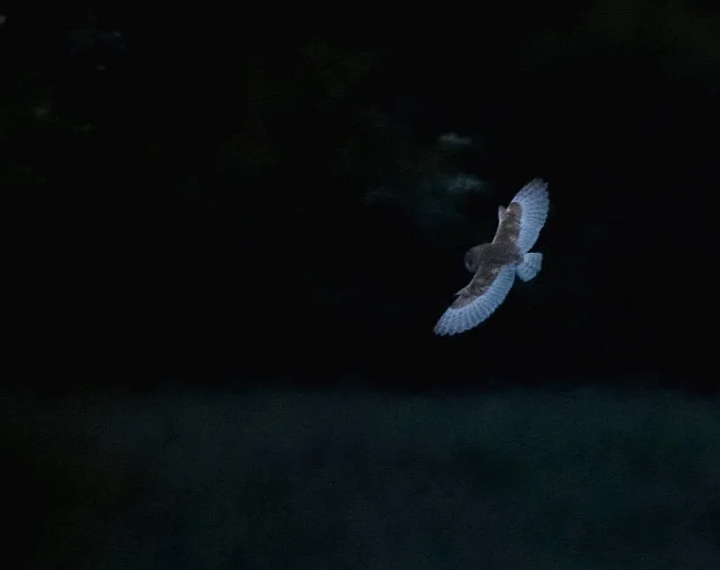 Owl