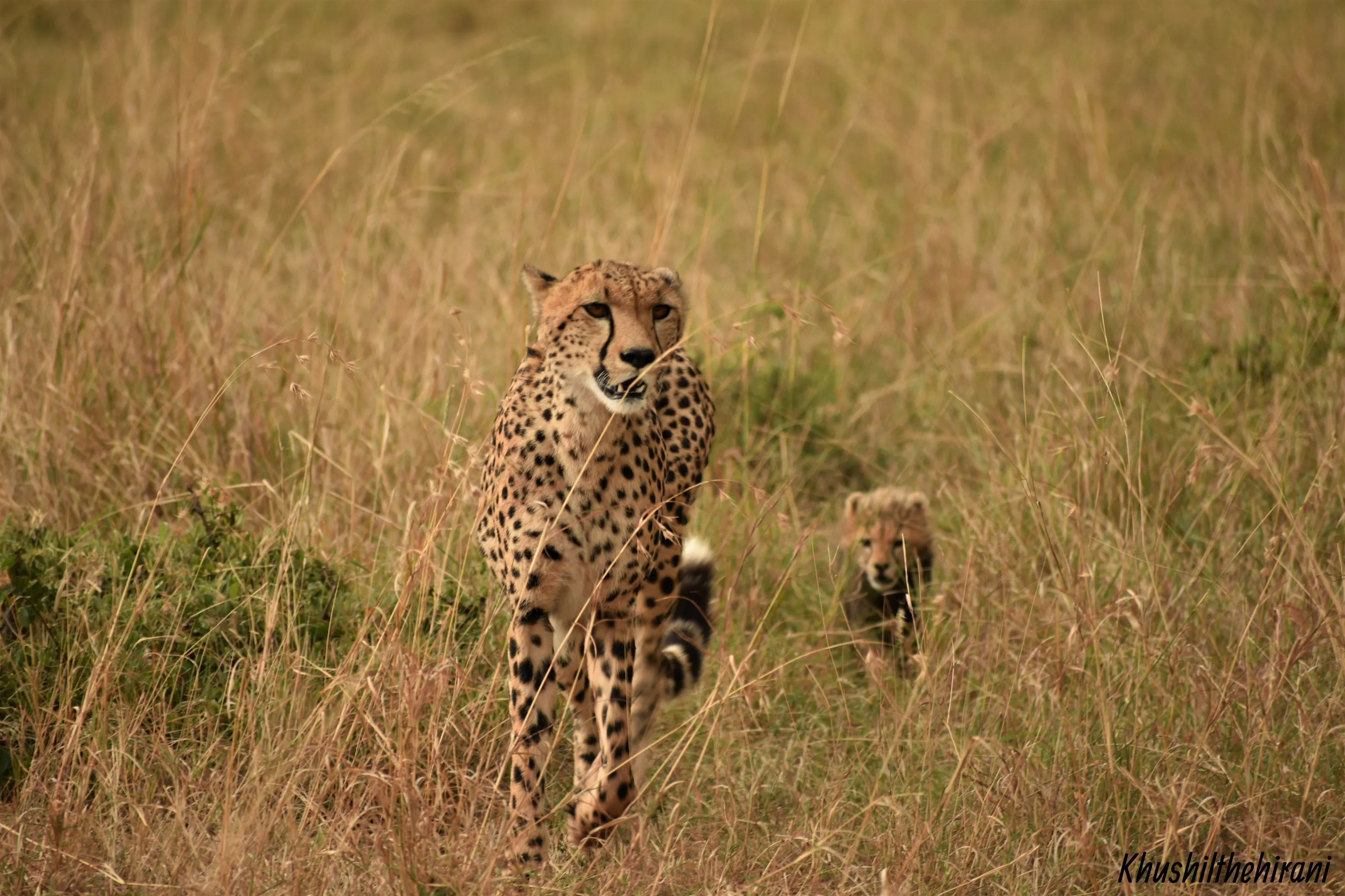 Follow along little one