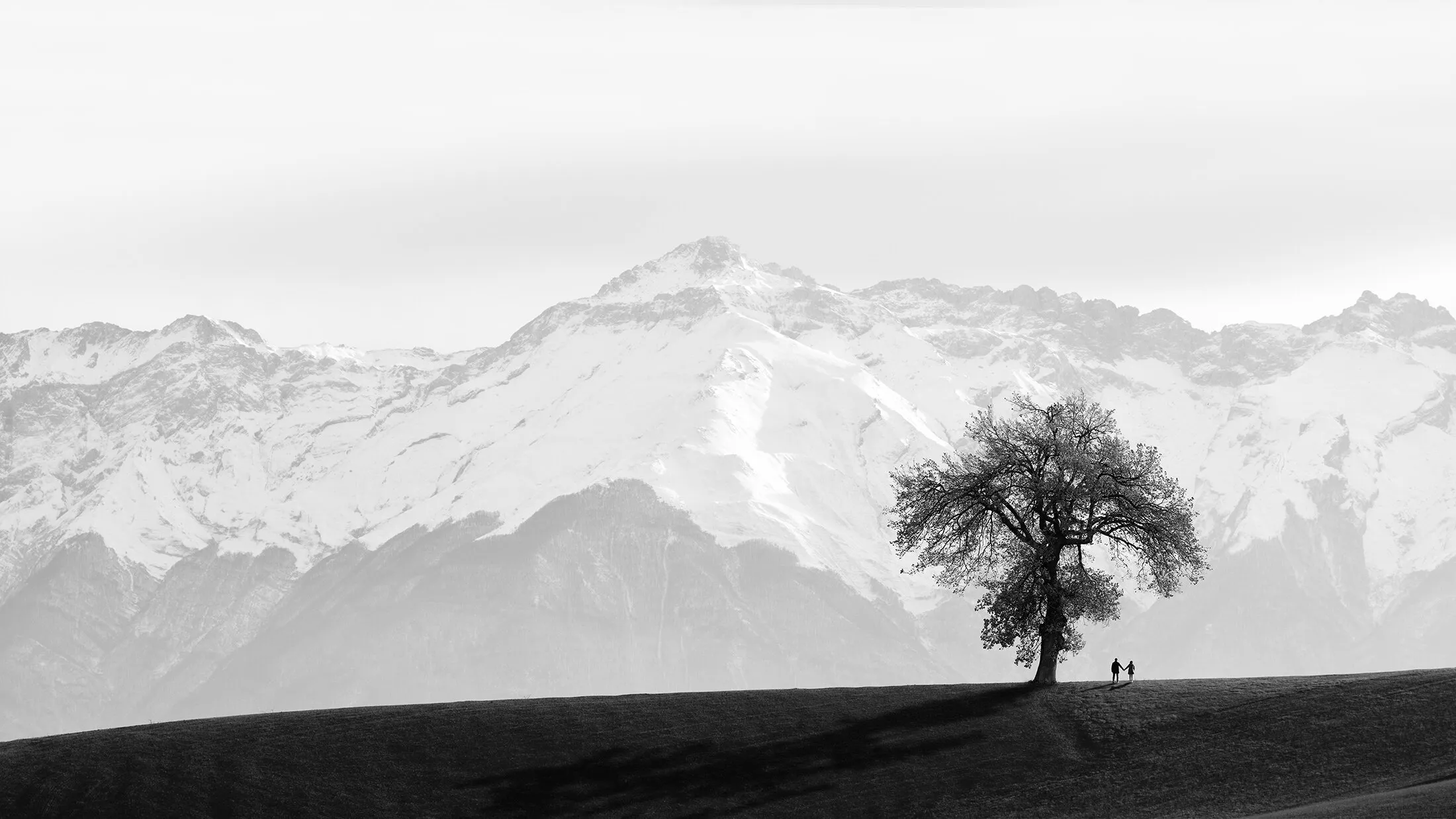The oak and the mountain