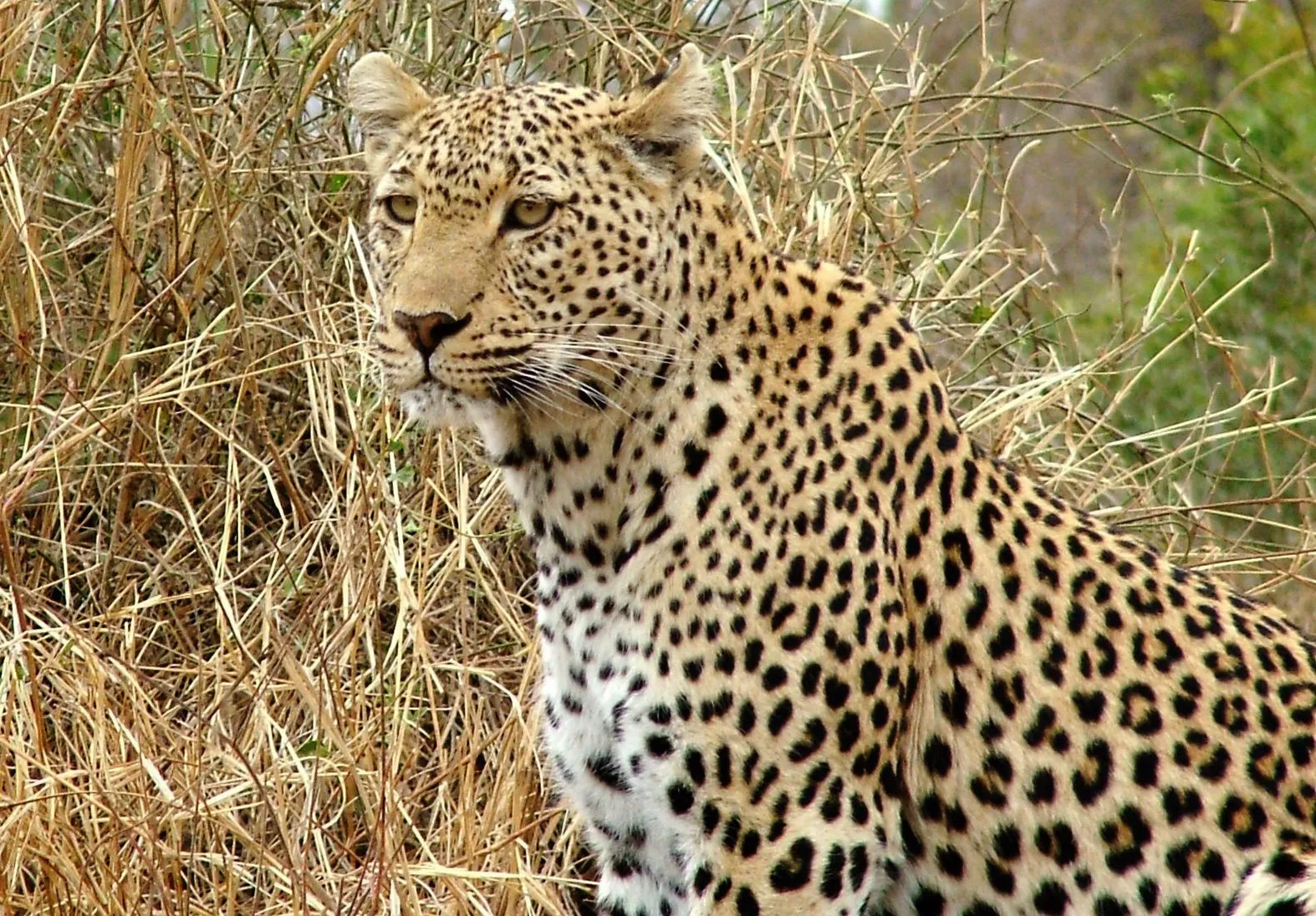 My First Leopard in the Kruger park