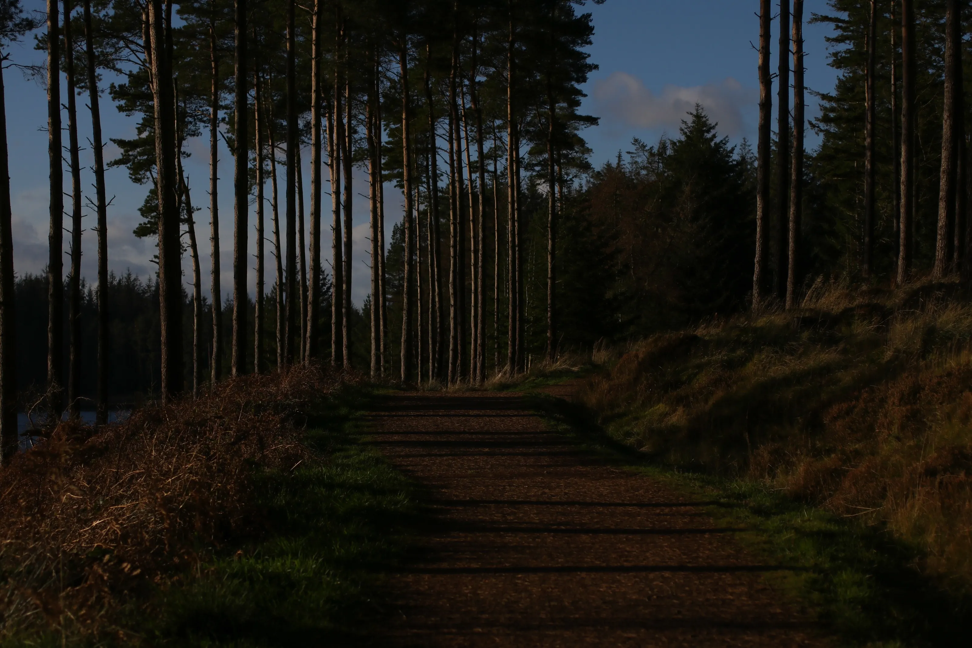 Long Shadows