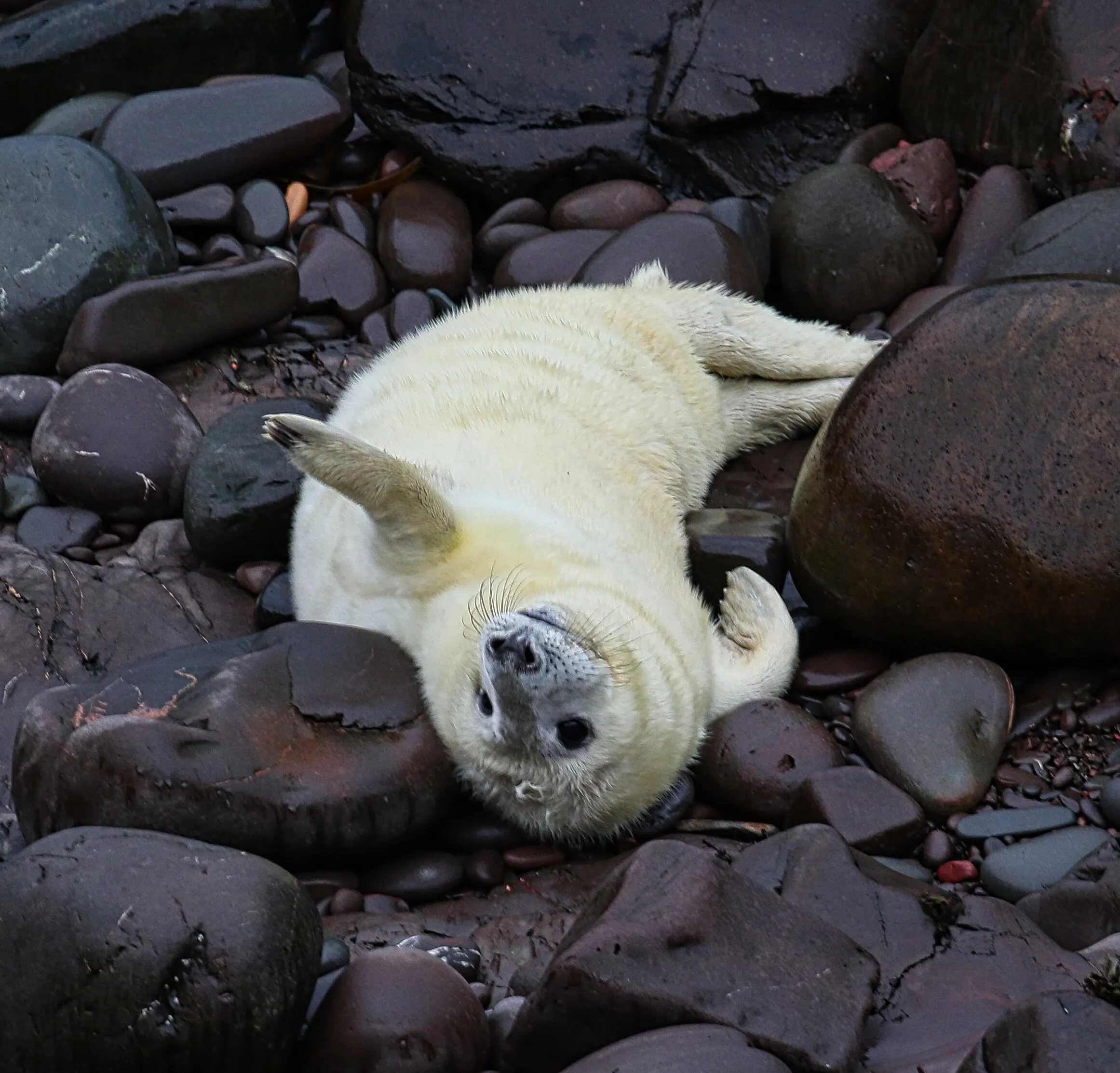 Waving Seal Pup
