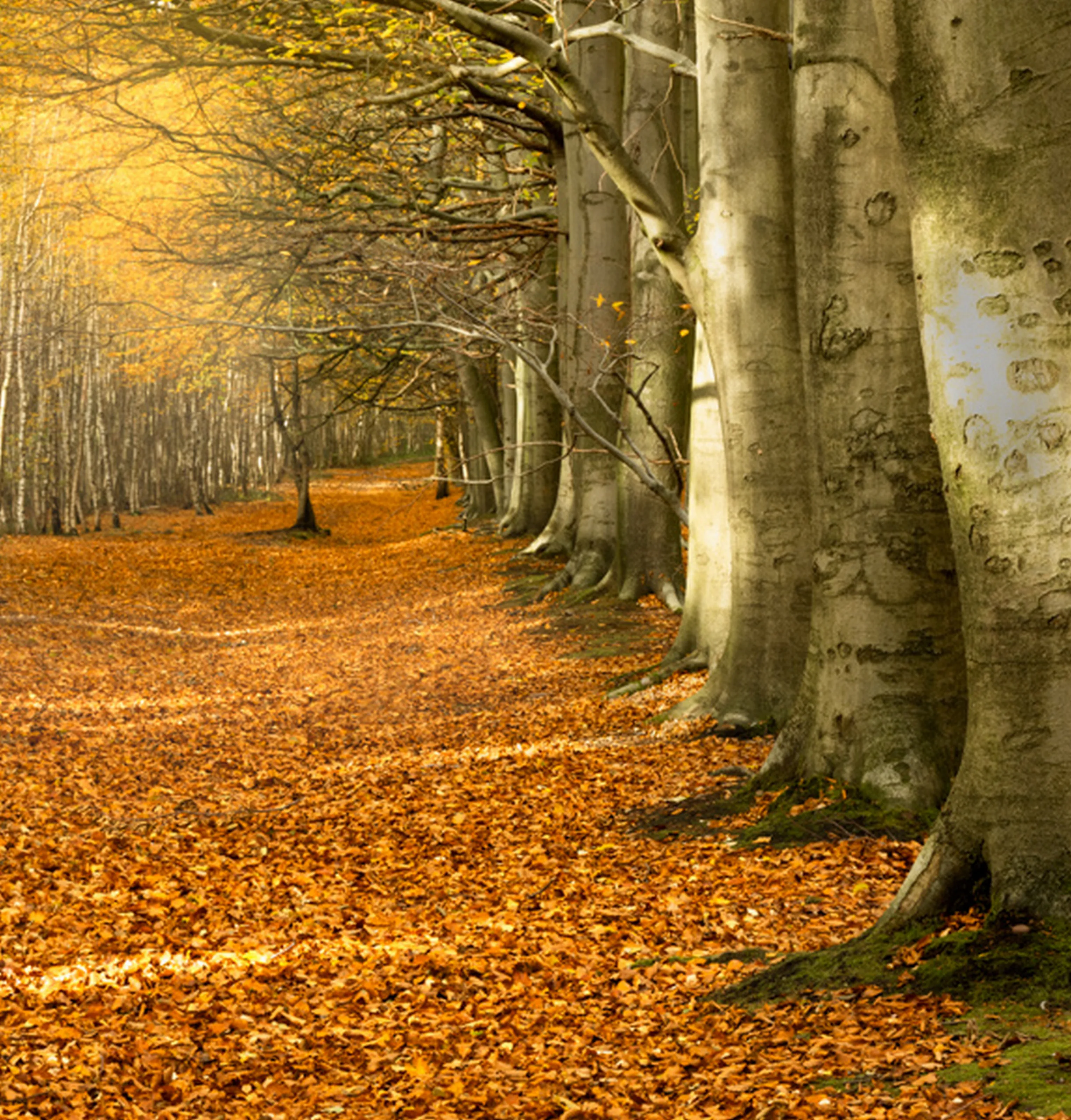 Autumn Tints