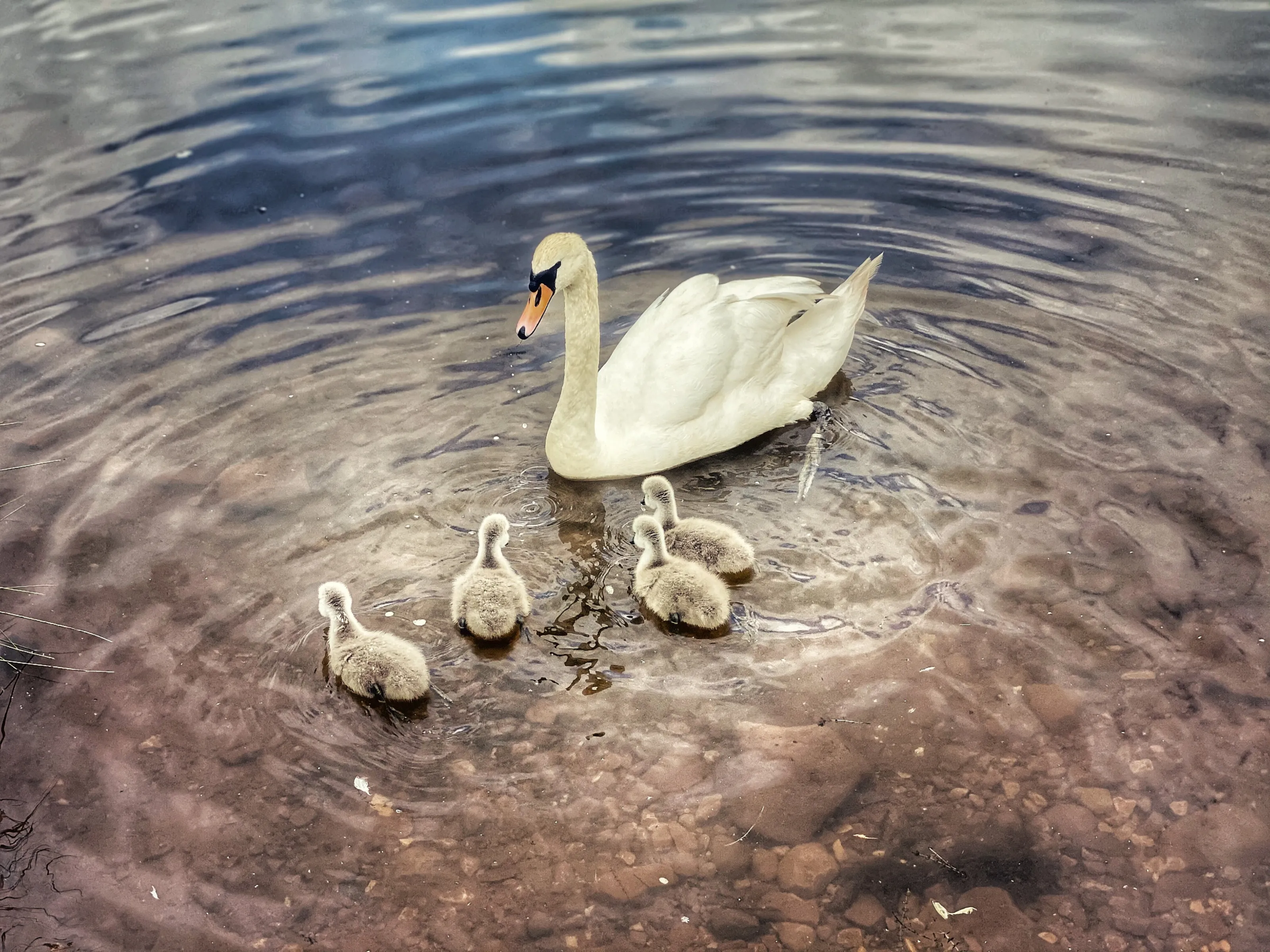 Mamma bird with her babies