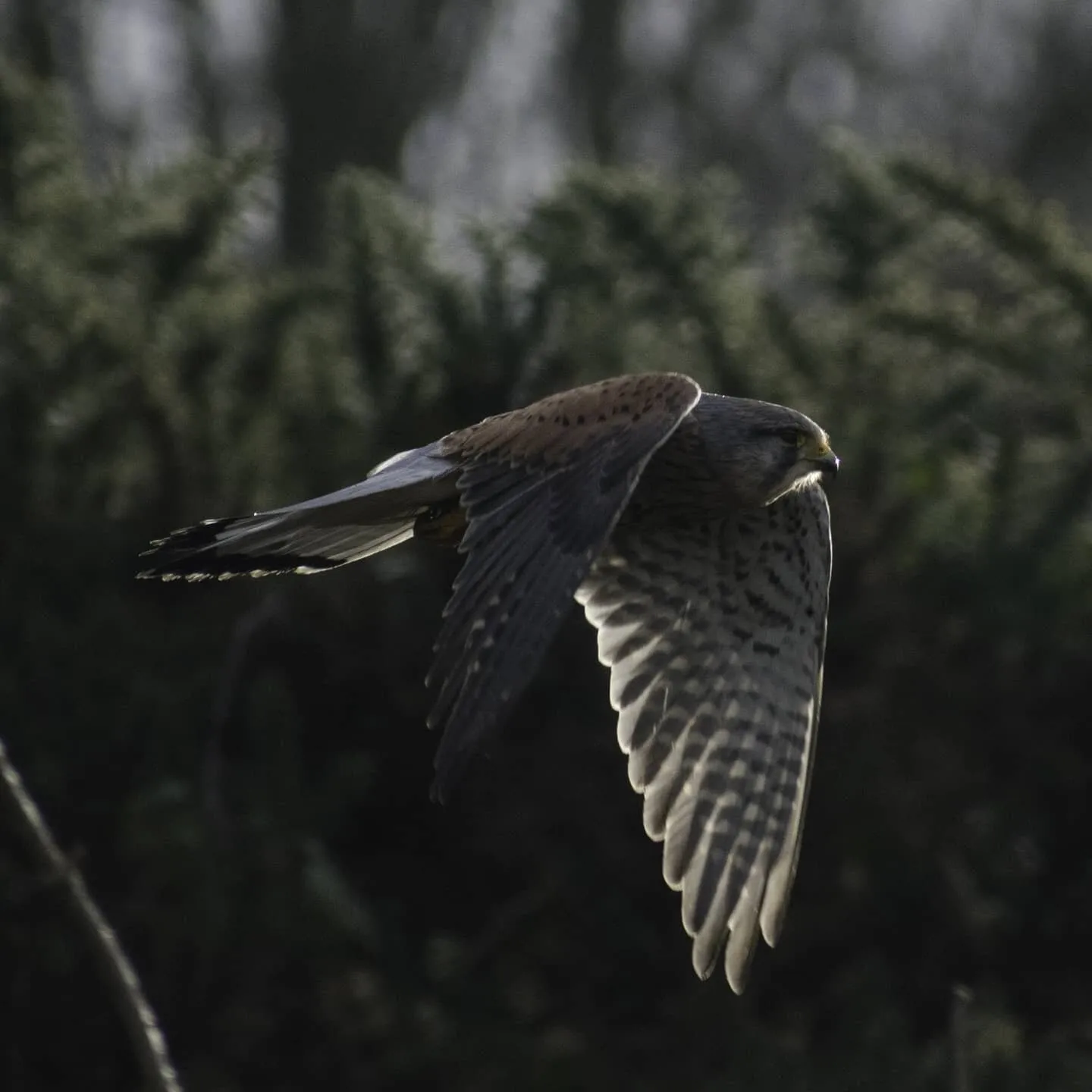 Kestrel