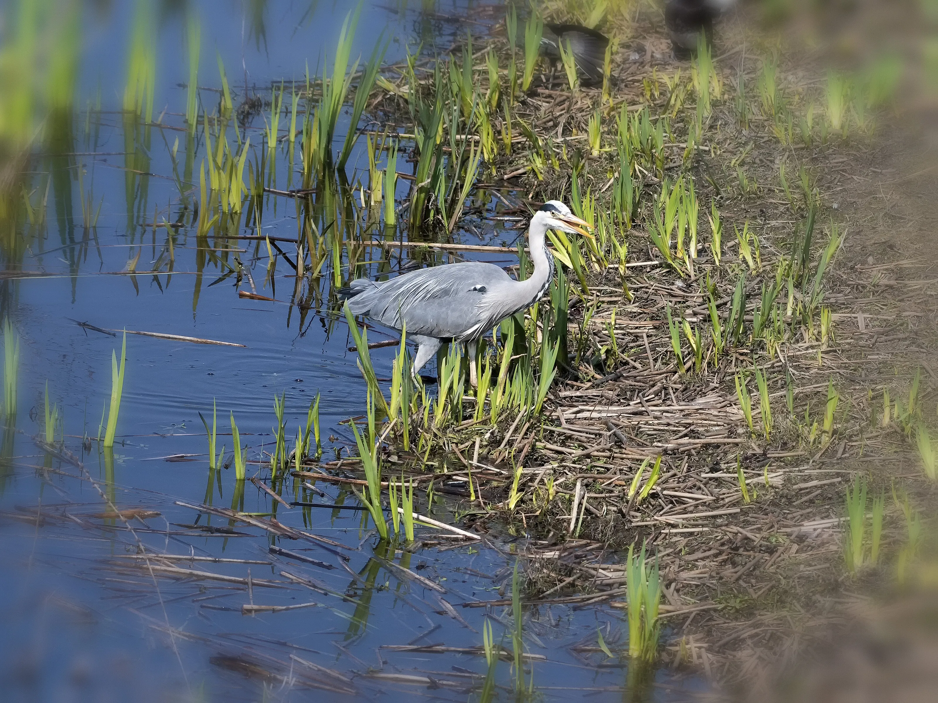 Heron