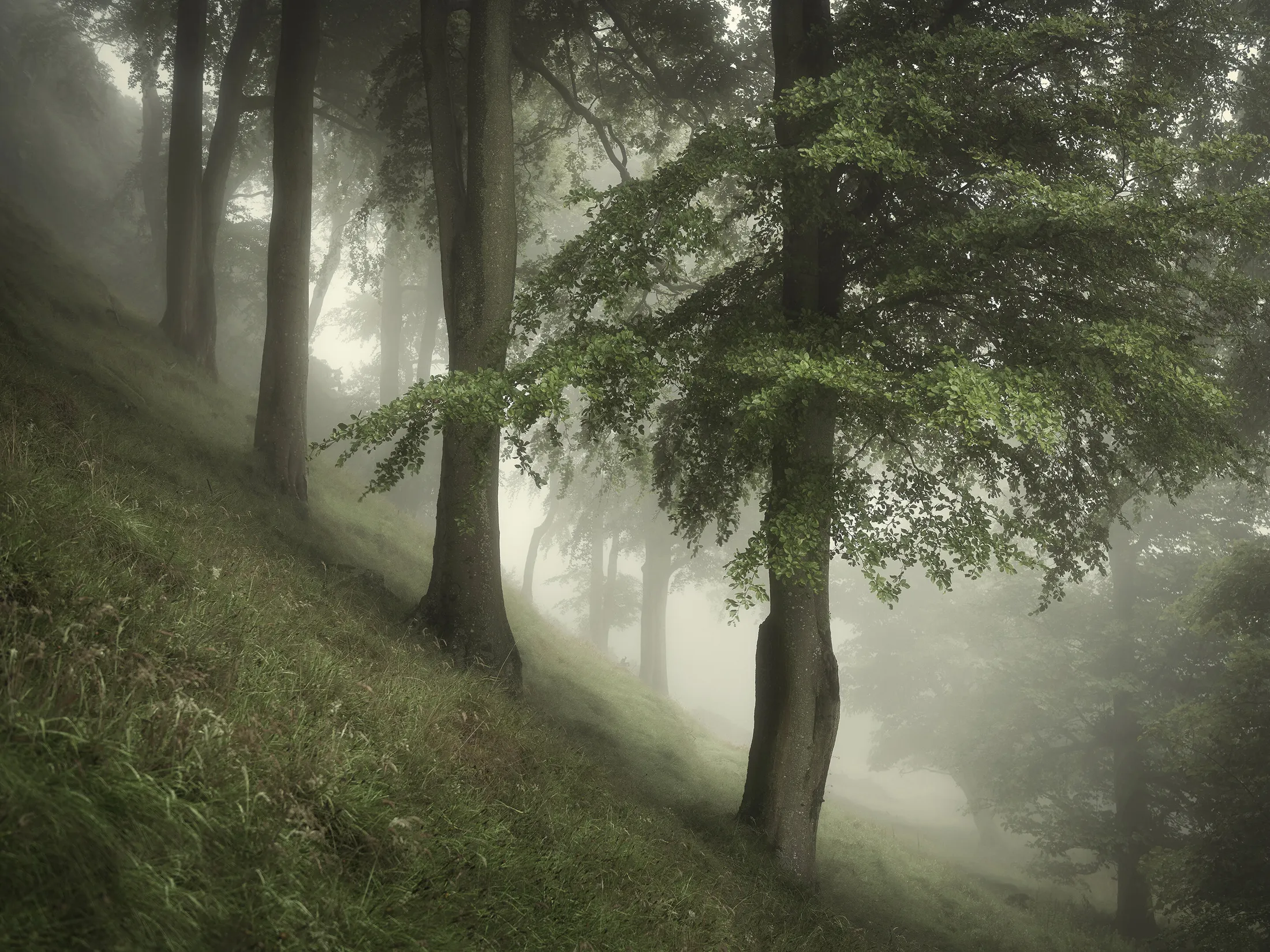 March of the ents