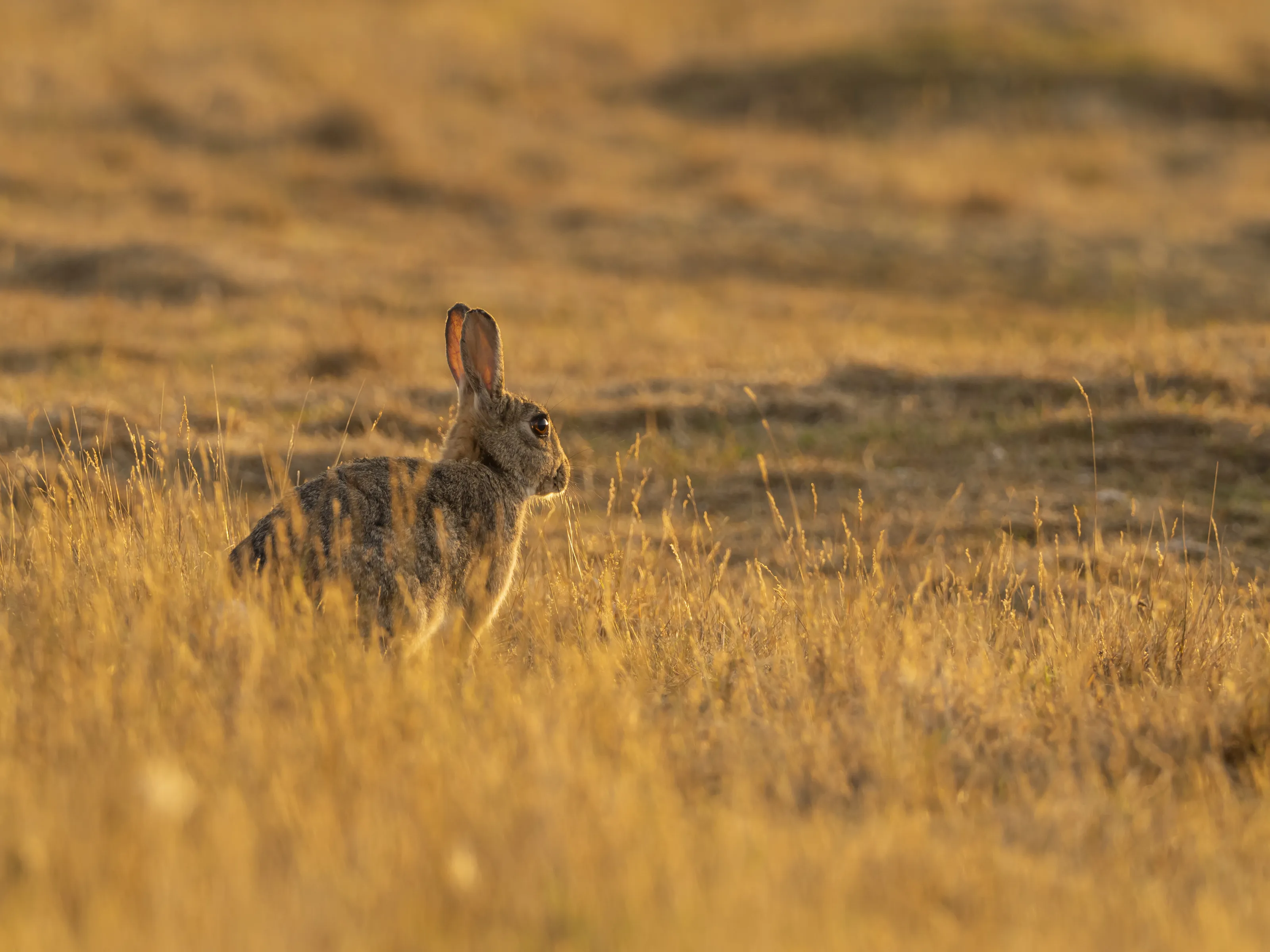 Sunrise Rabbit