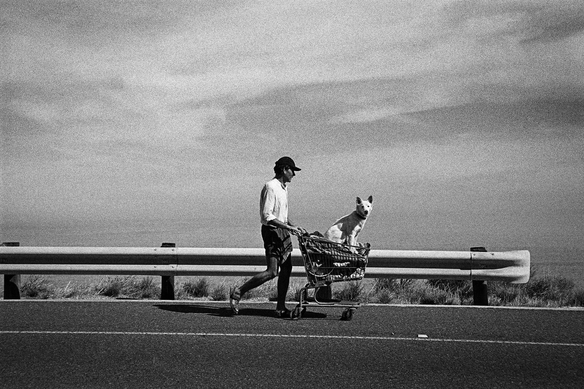 Dog Day Afternoon