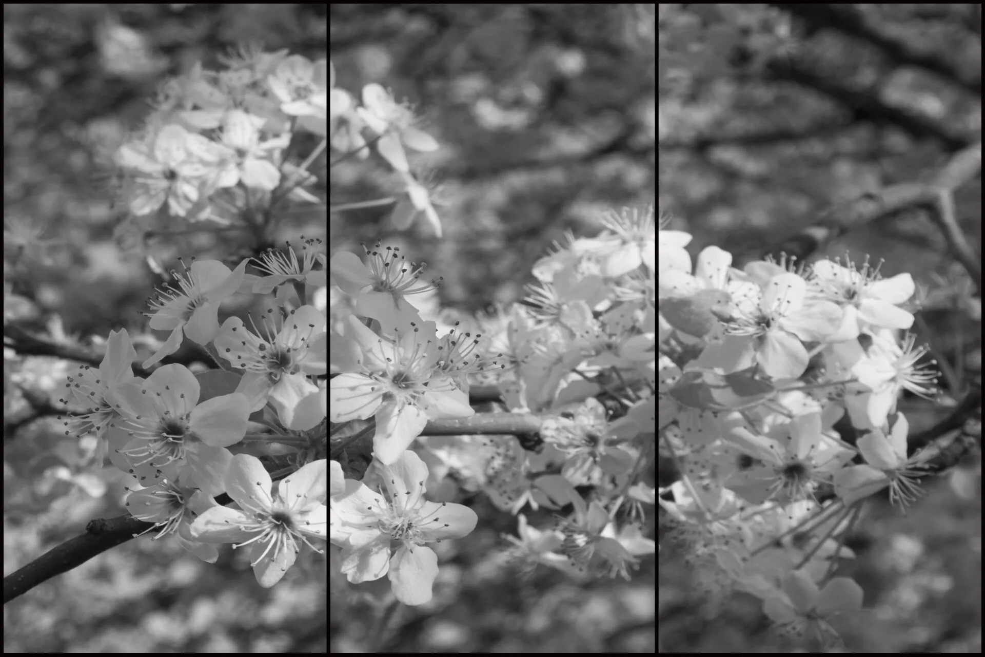 A Cut of Spring