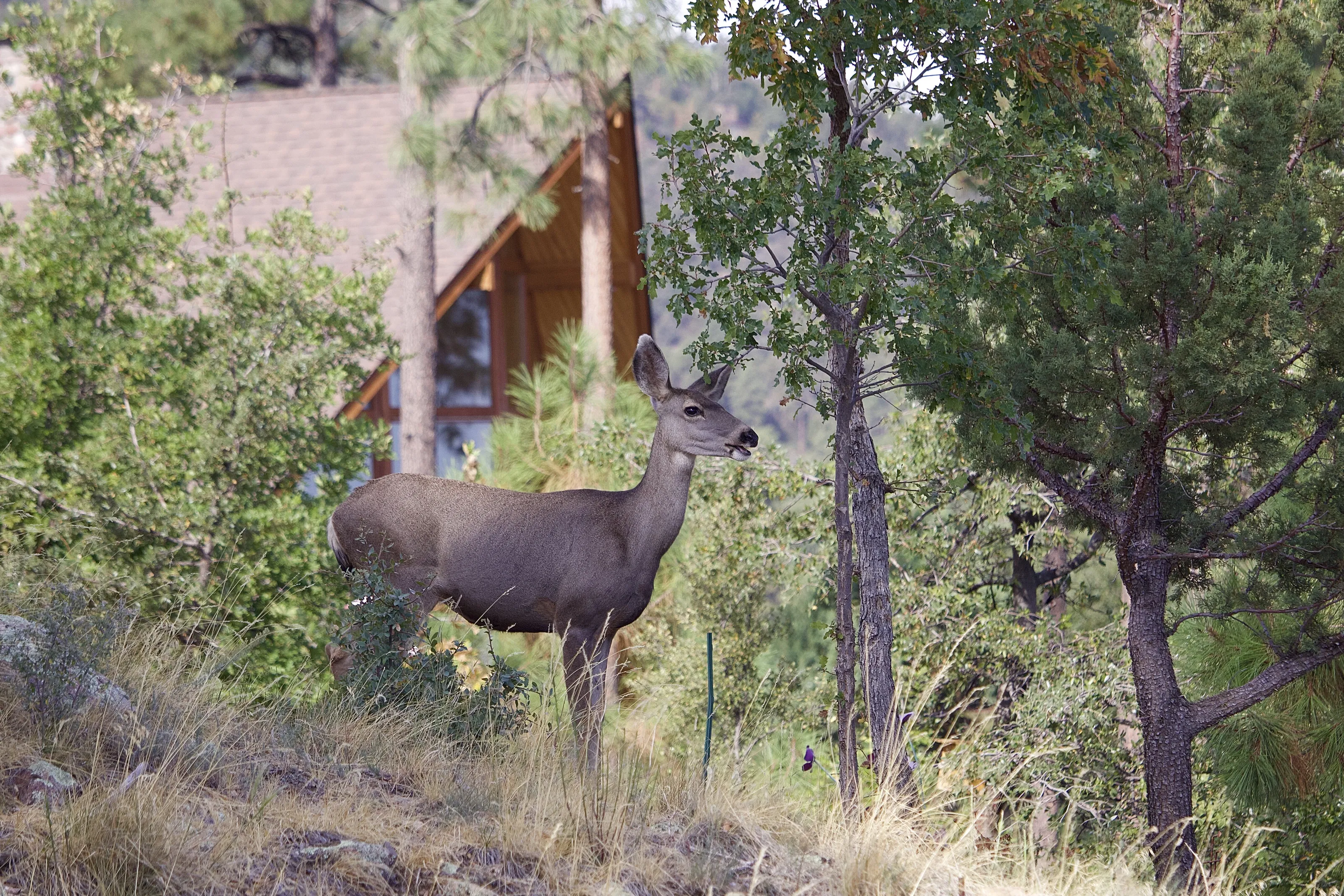 Mule Deer Doe Eating Lunch