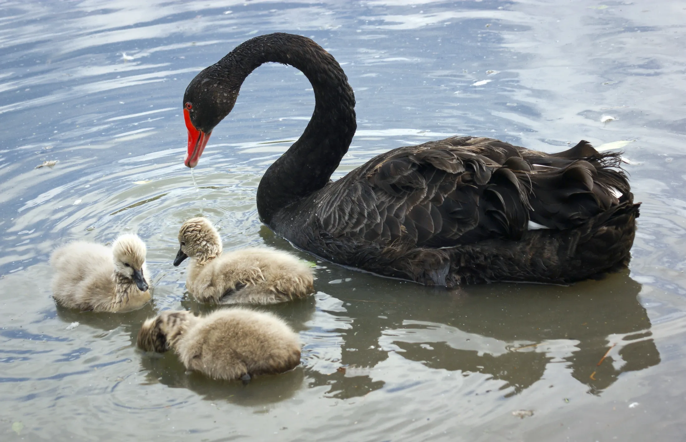 Entry 8390796