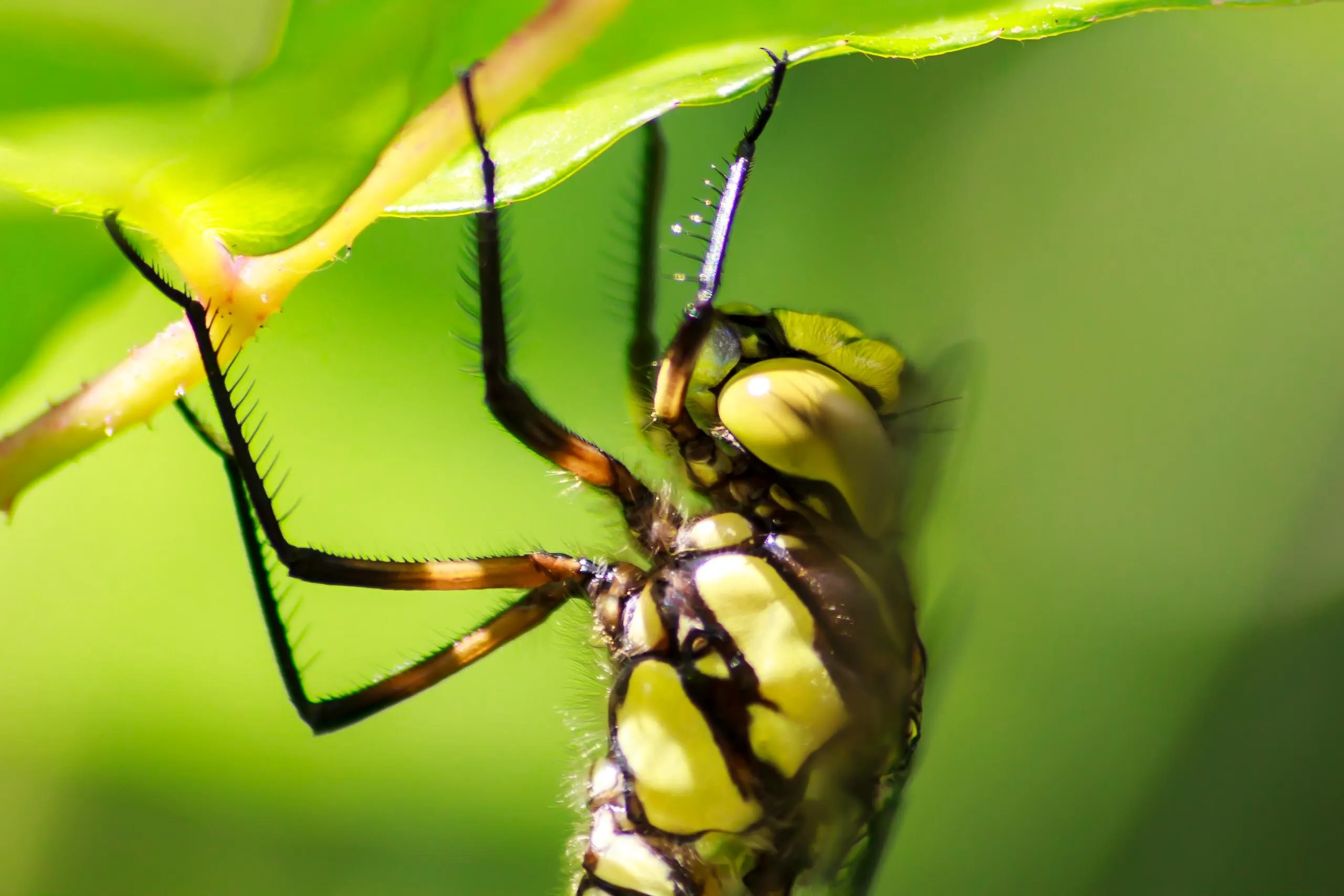 Southern Hawker