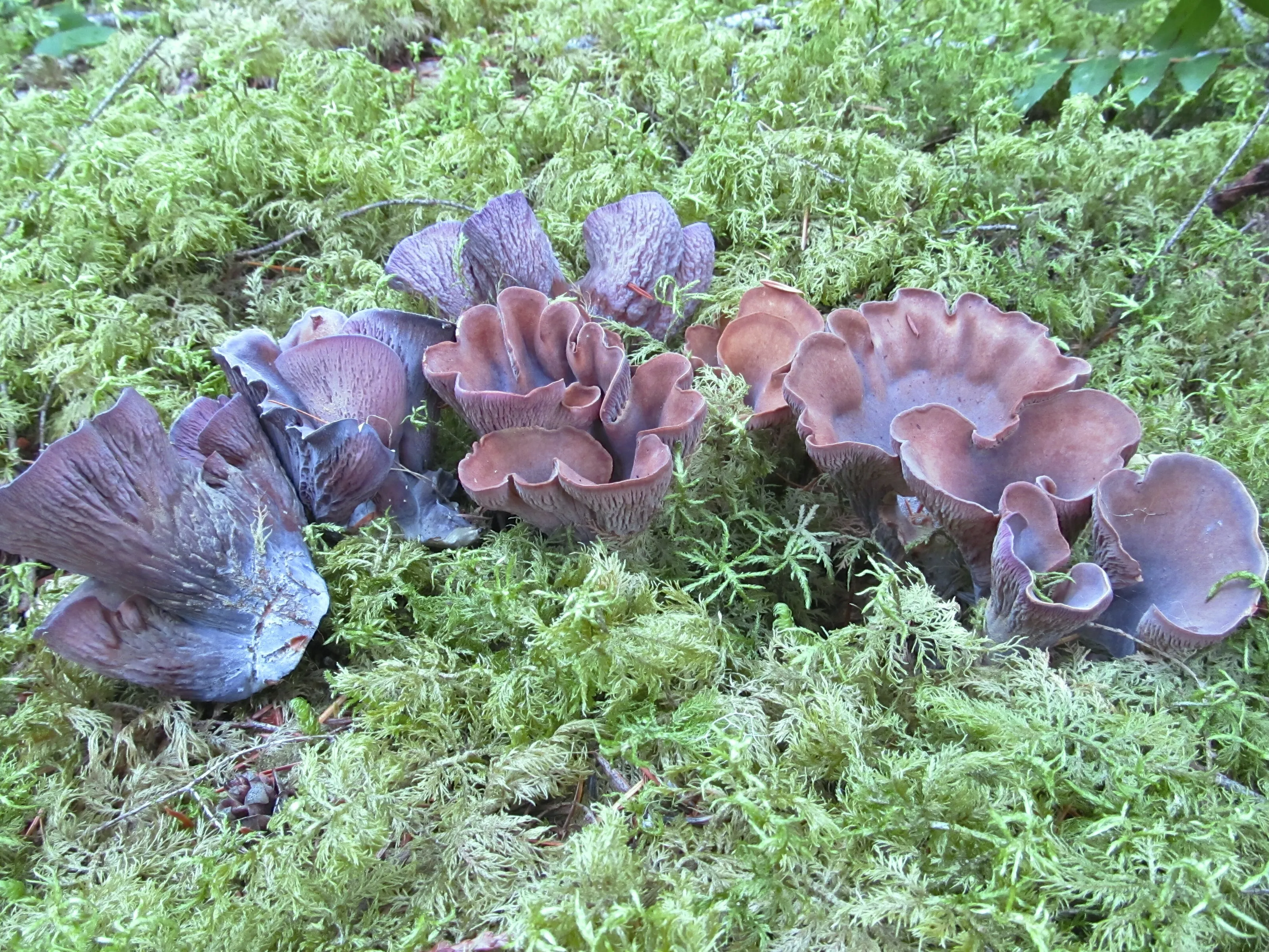 Gomphus clavatus(Pig's ear Gomphus) Cascade Mountains, WA.