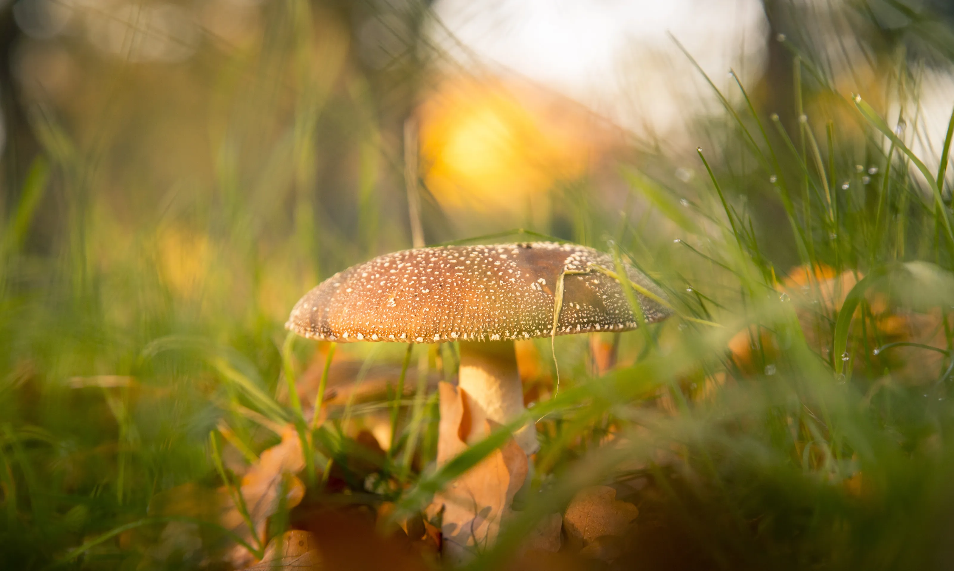 Mushroom at sunset
