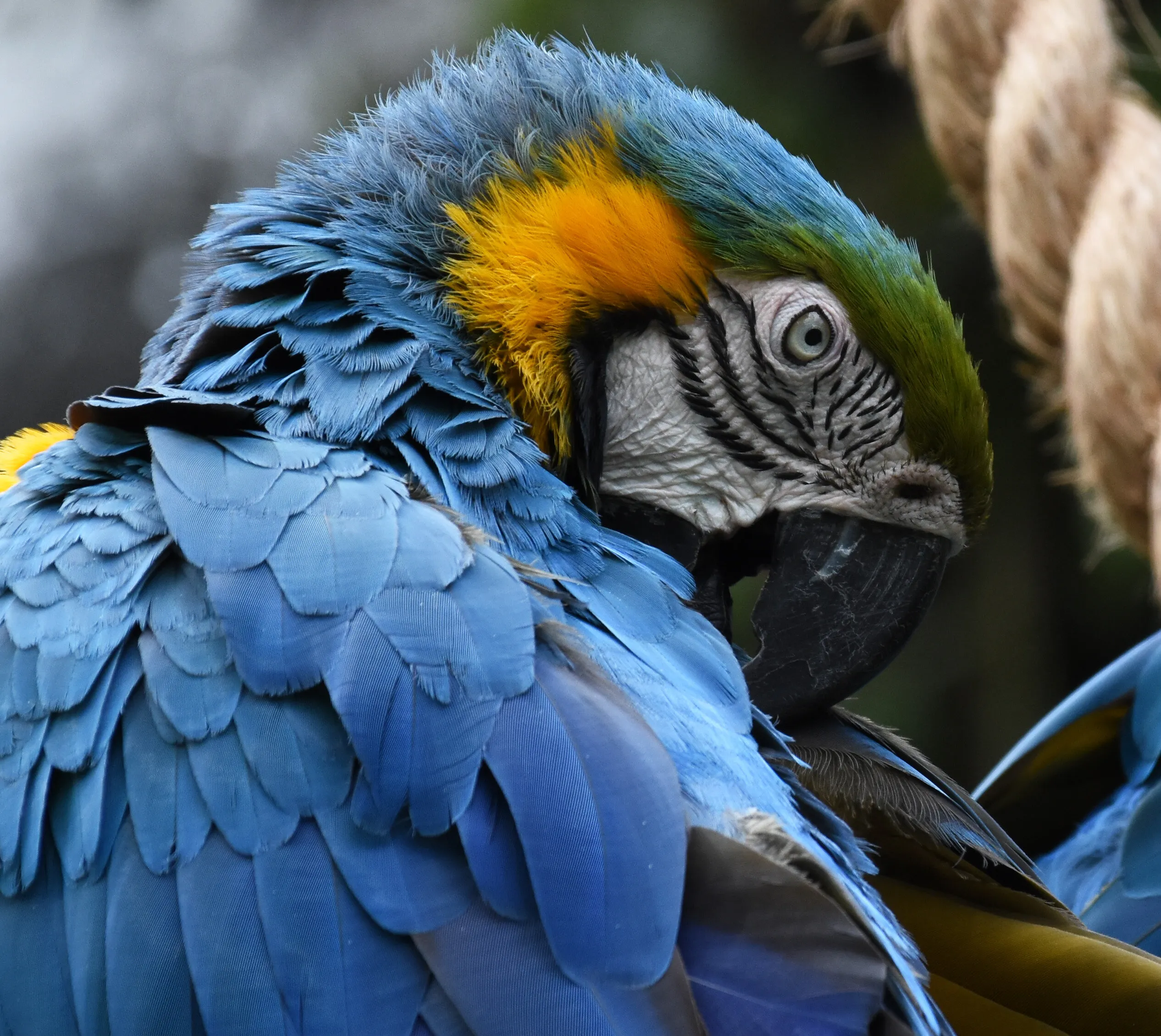 Blue Parrot 2