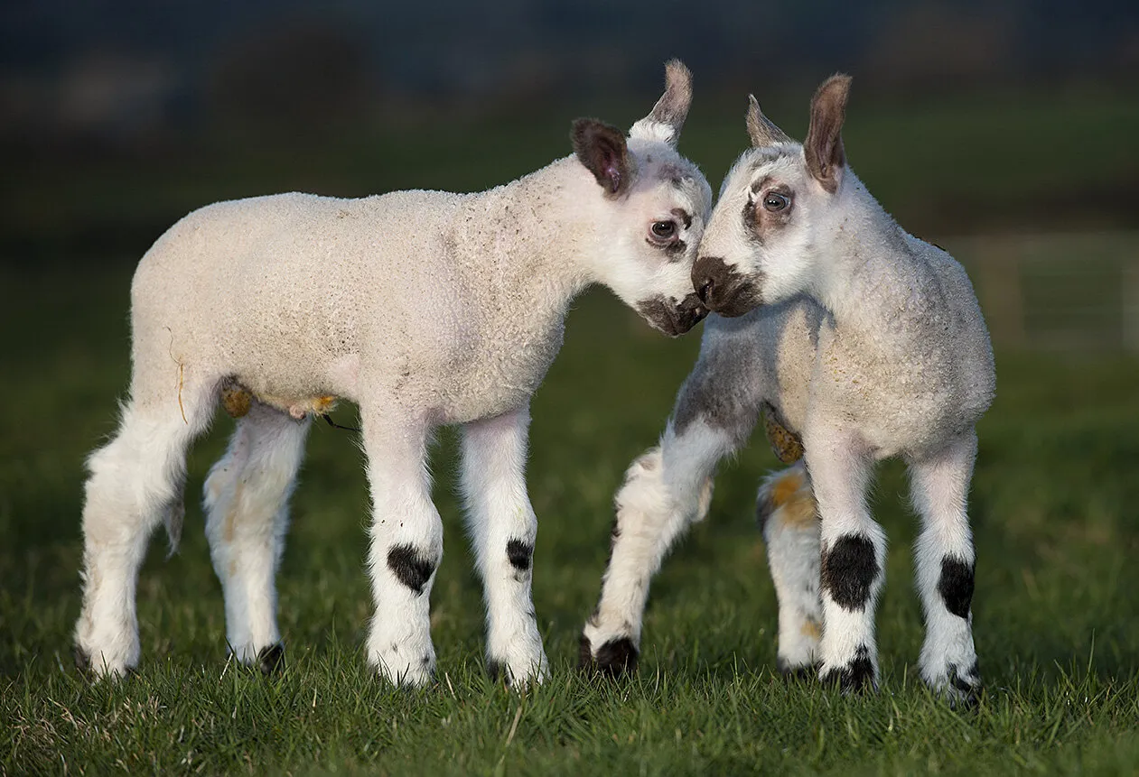 Farm Animals