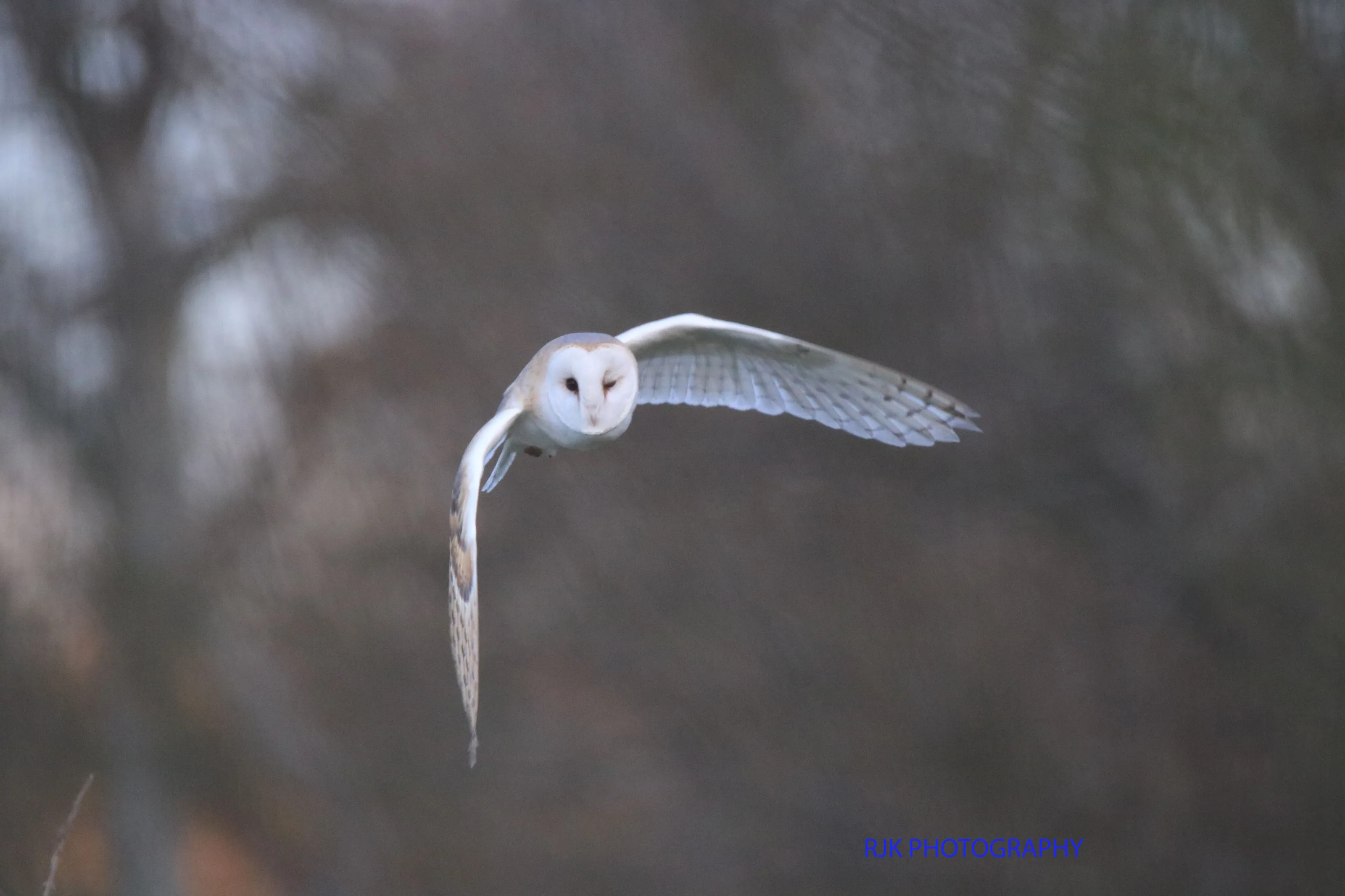 barn owl flying  winking  at me