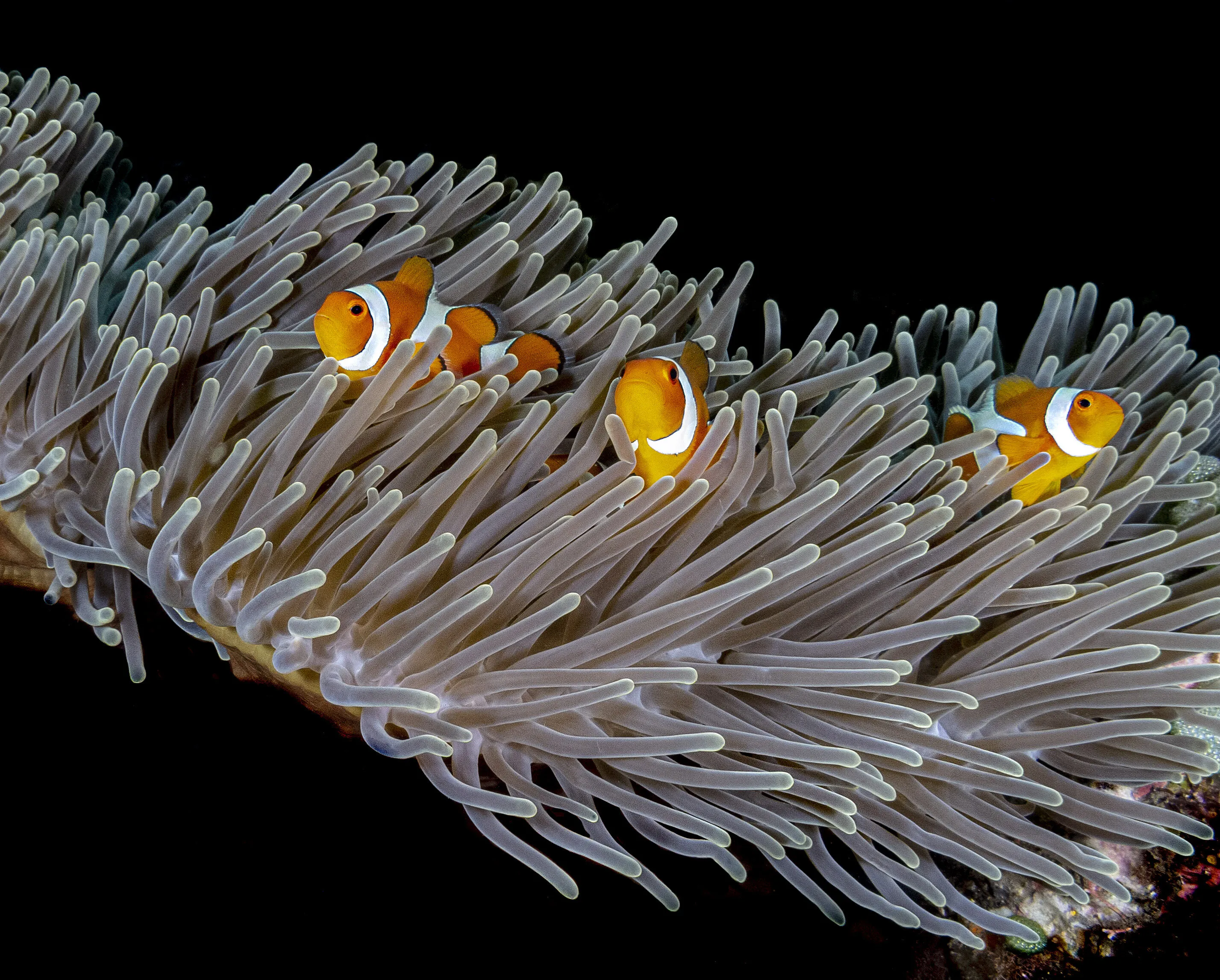 Nemo