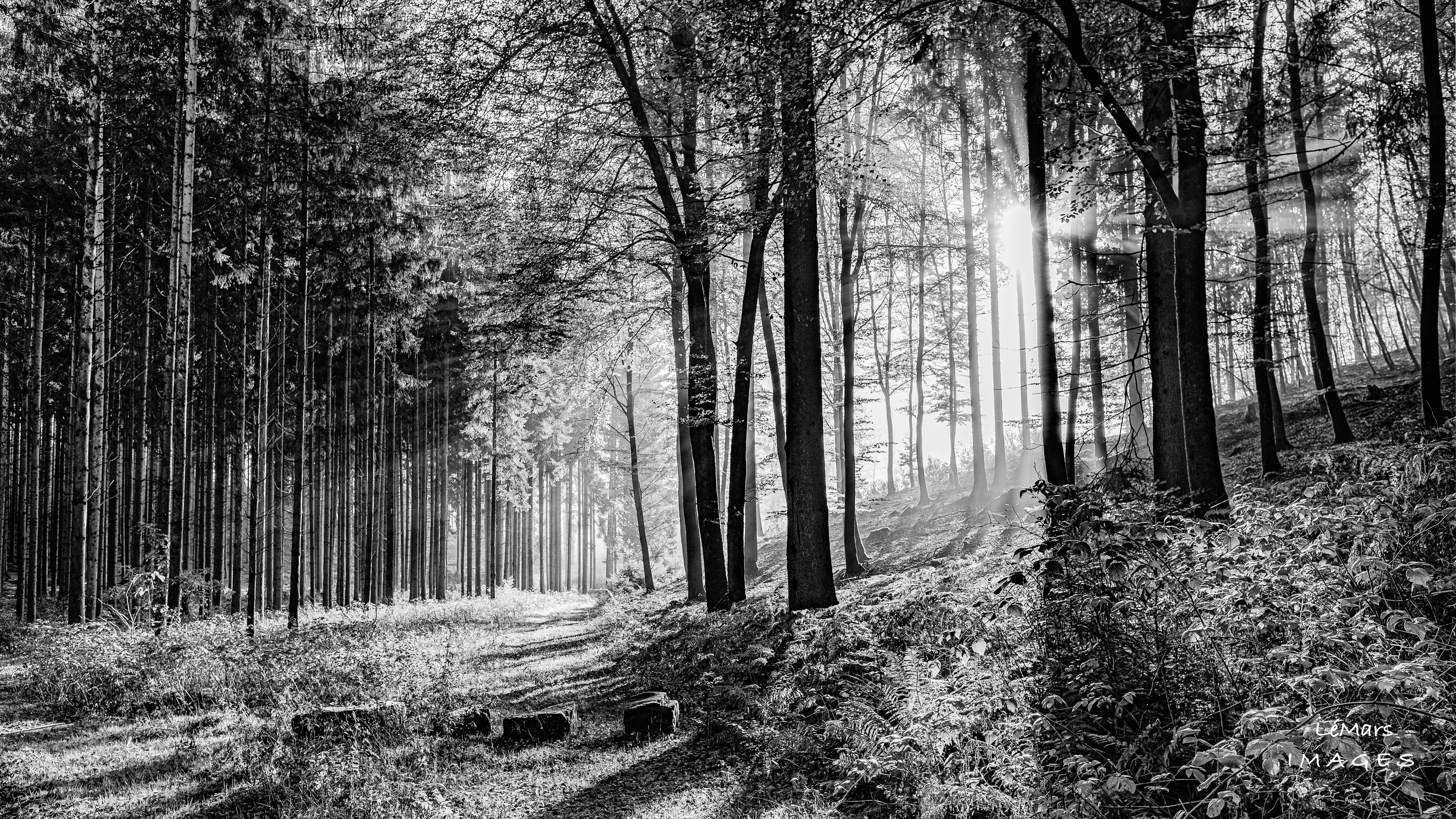 early morning