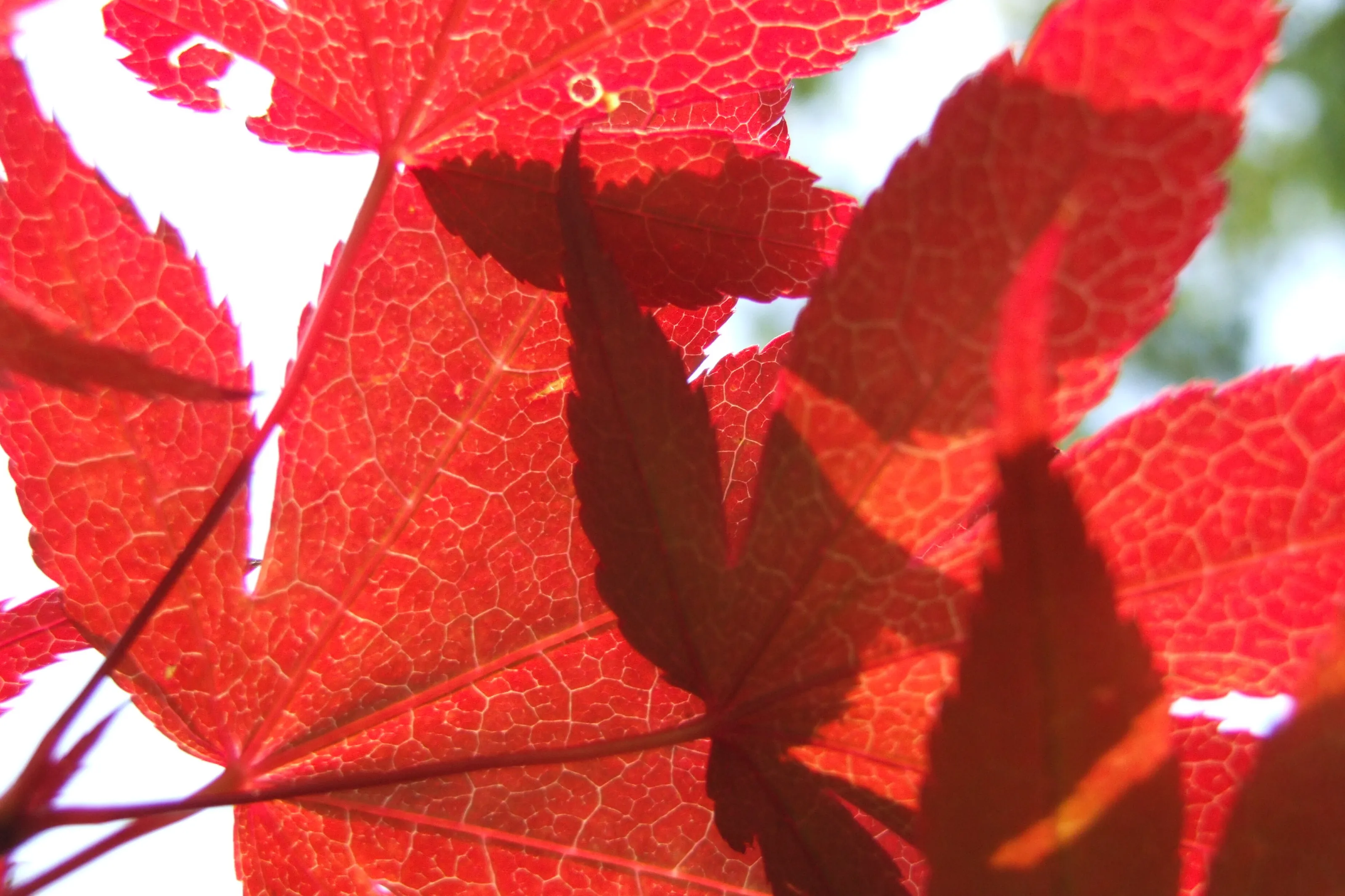 Red Leaves