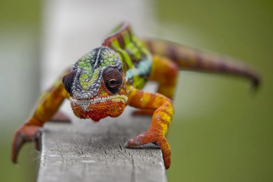 Chameleon advances