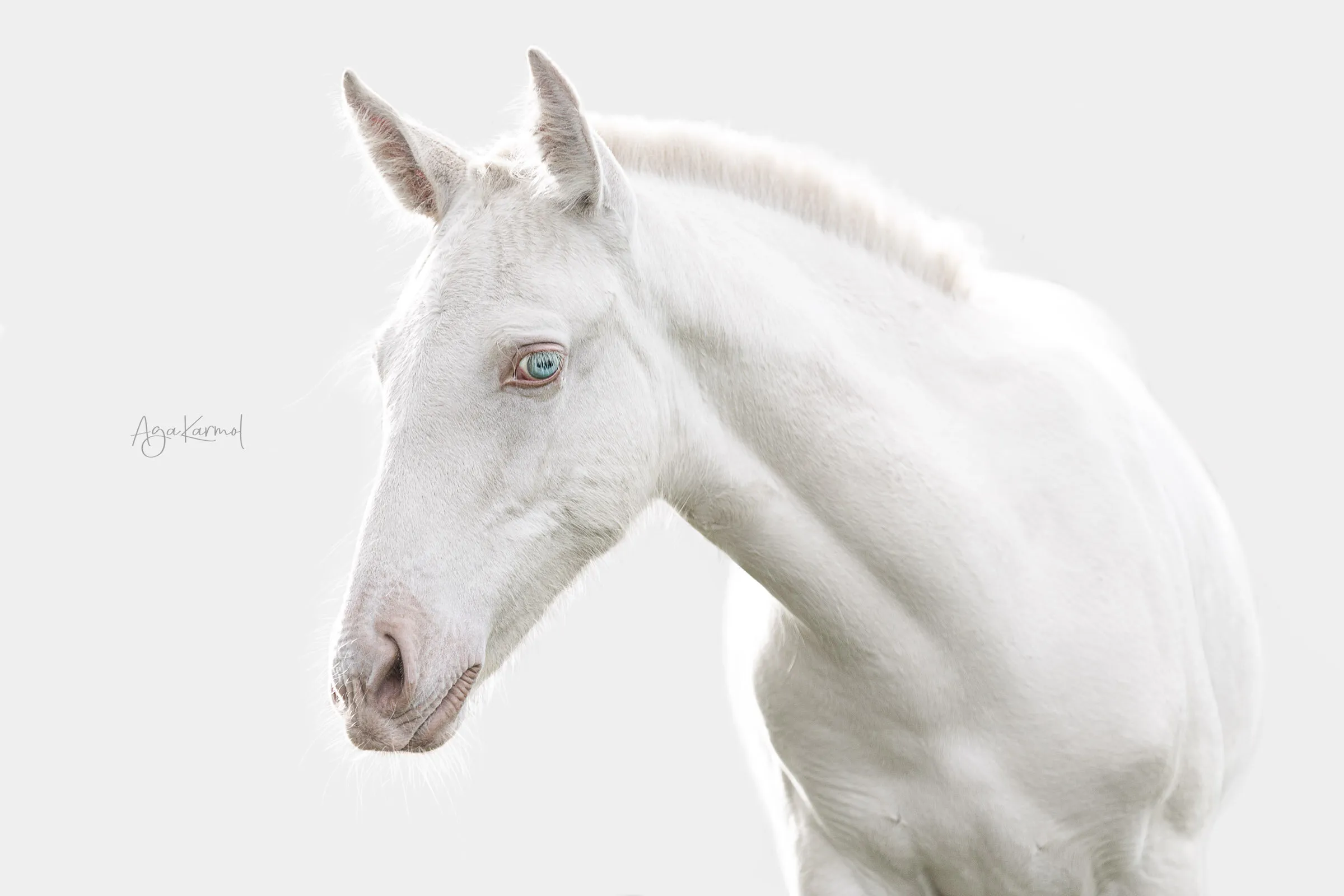 Blue Spanish Eyes
