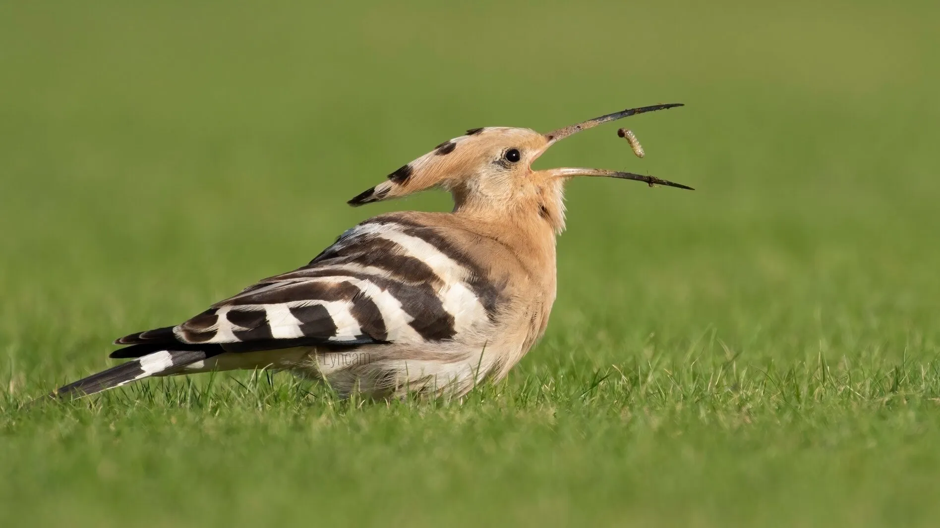 Hoopoe