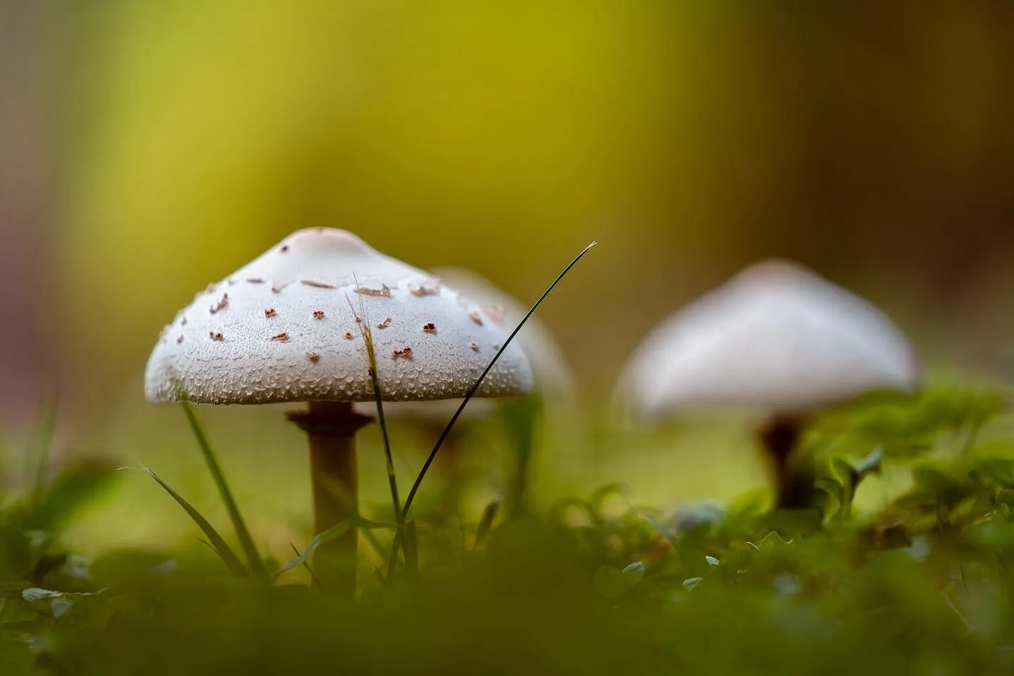 Miniature Giants