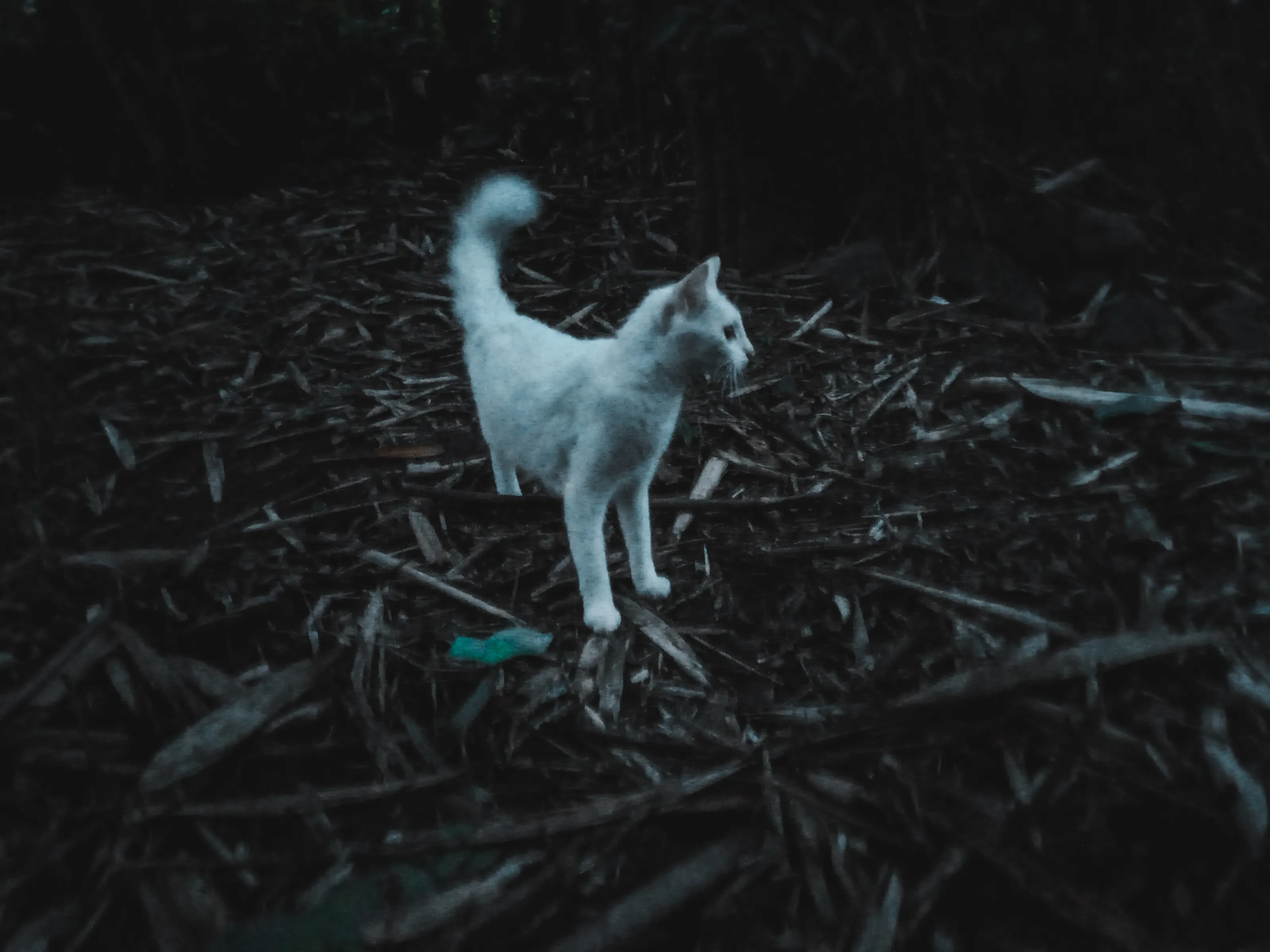 cat in the woods