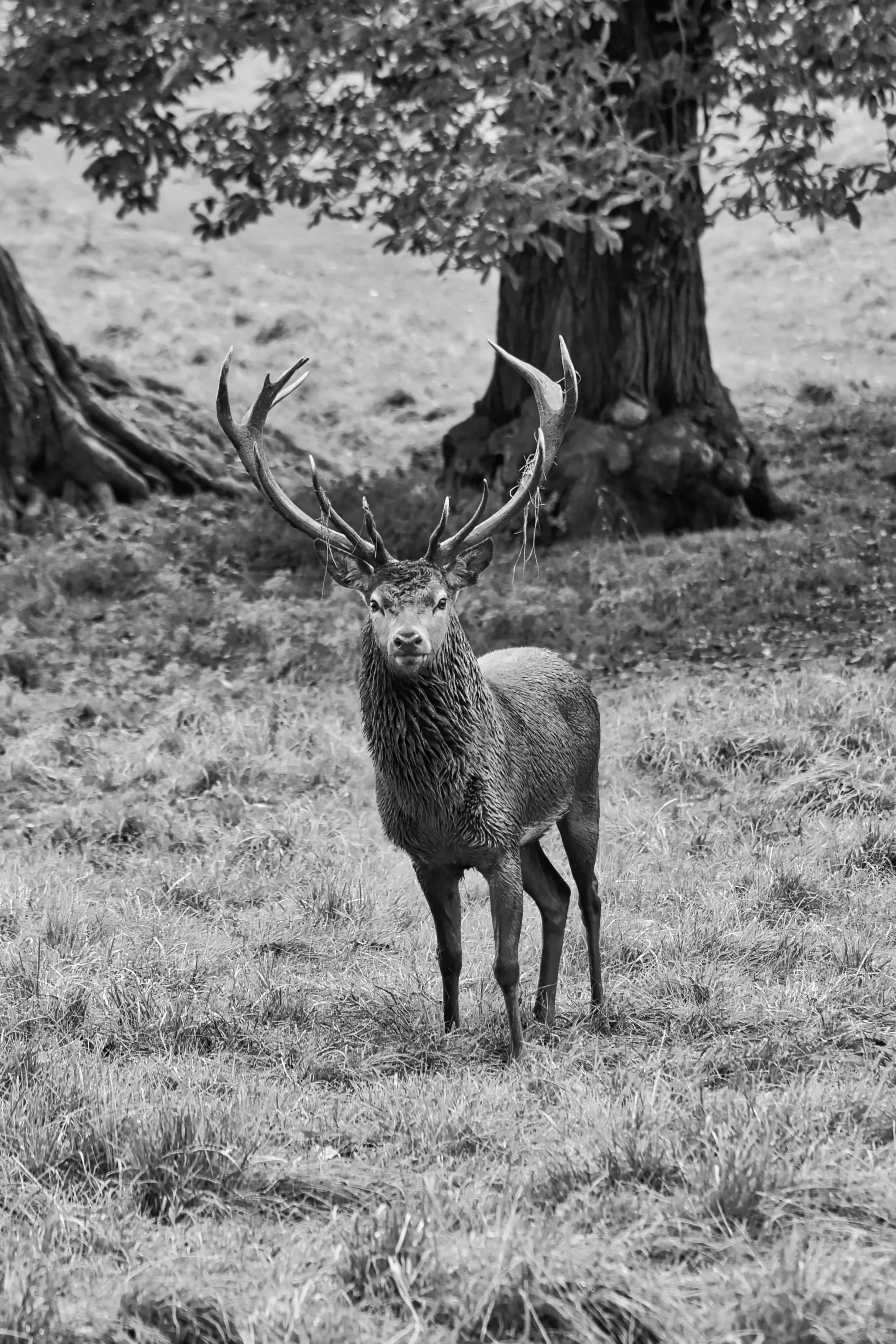 Wet stag