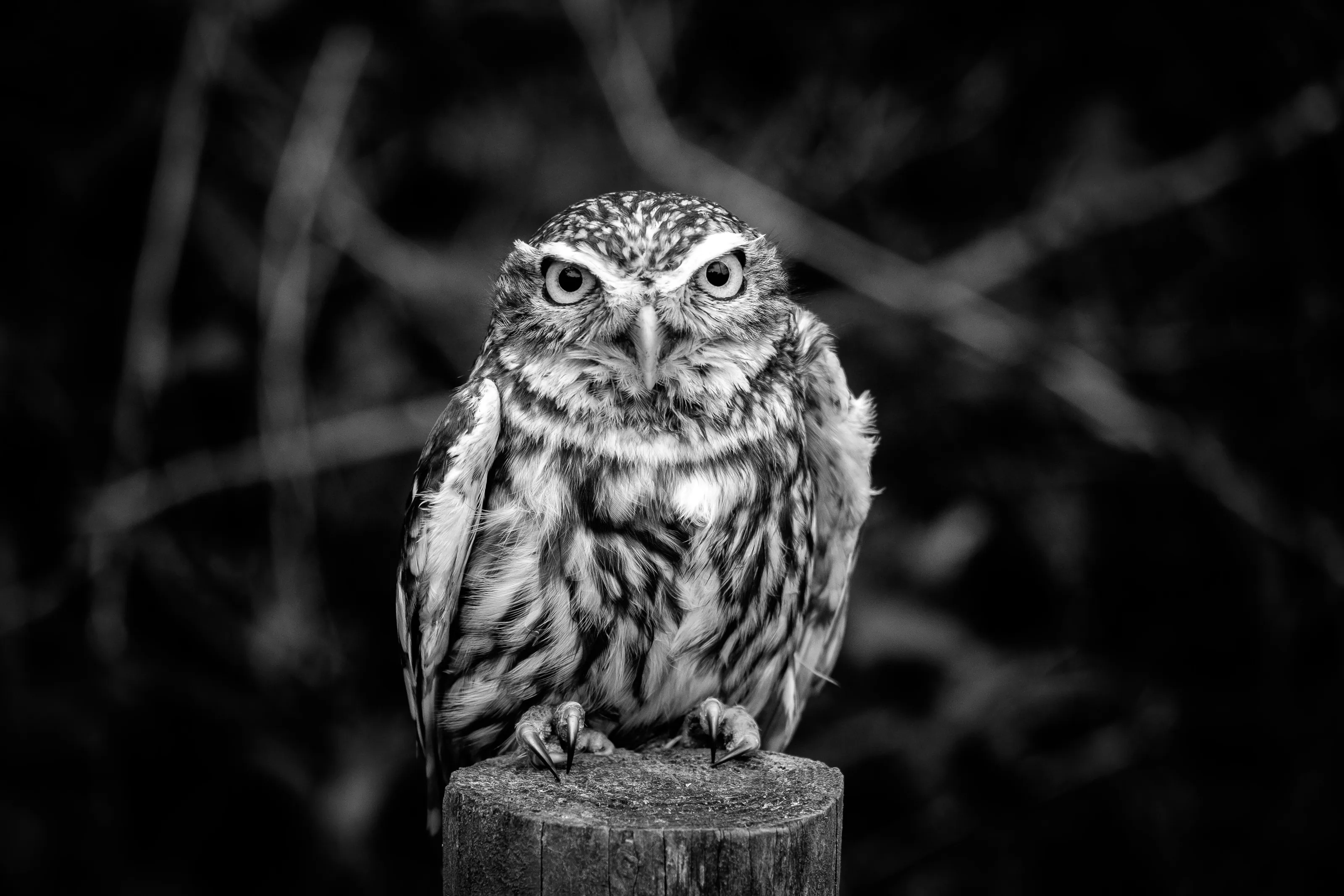 Small Owl In Mono