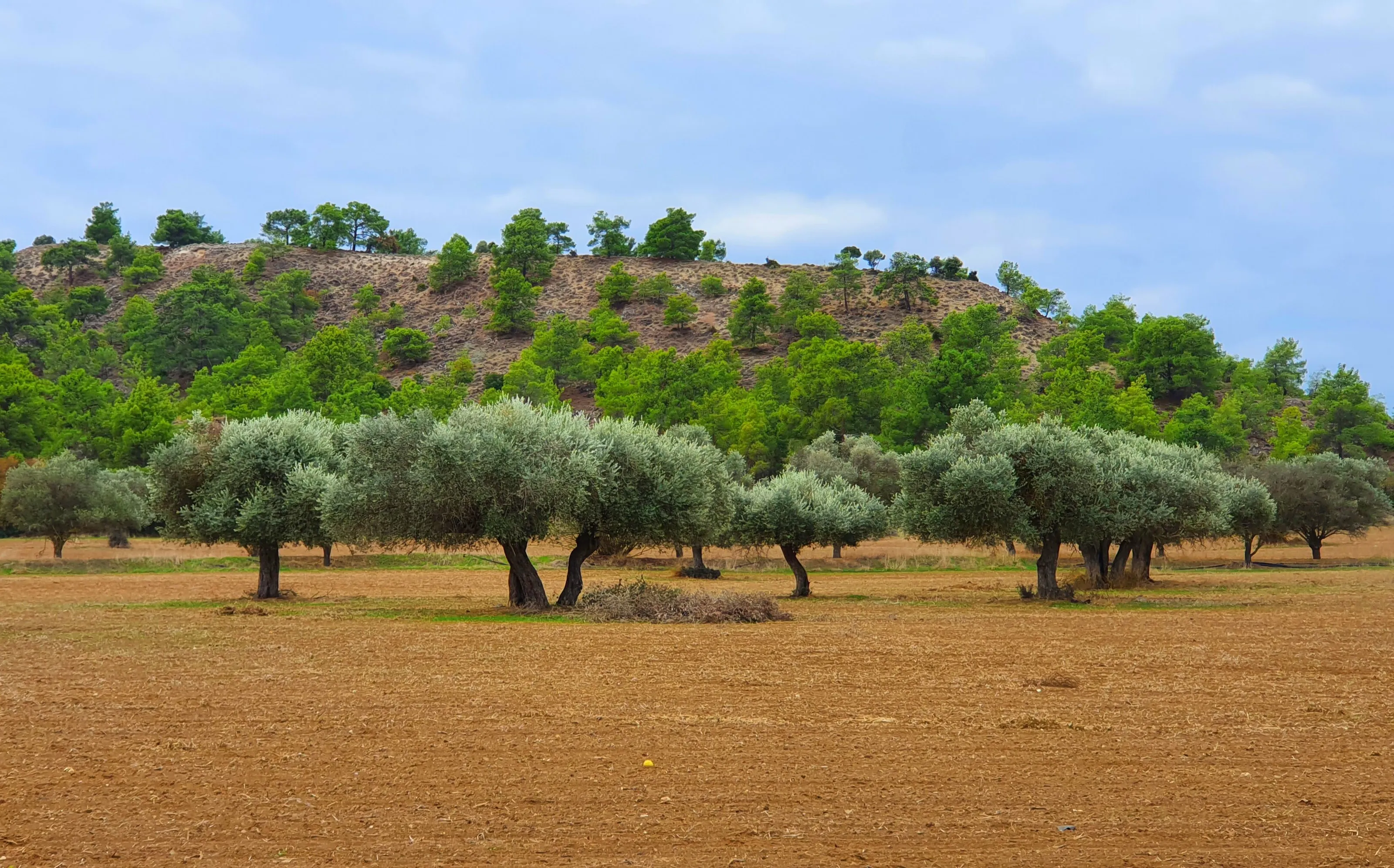 The olive grove