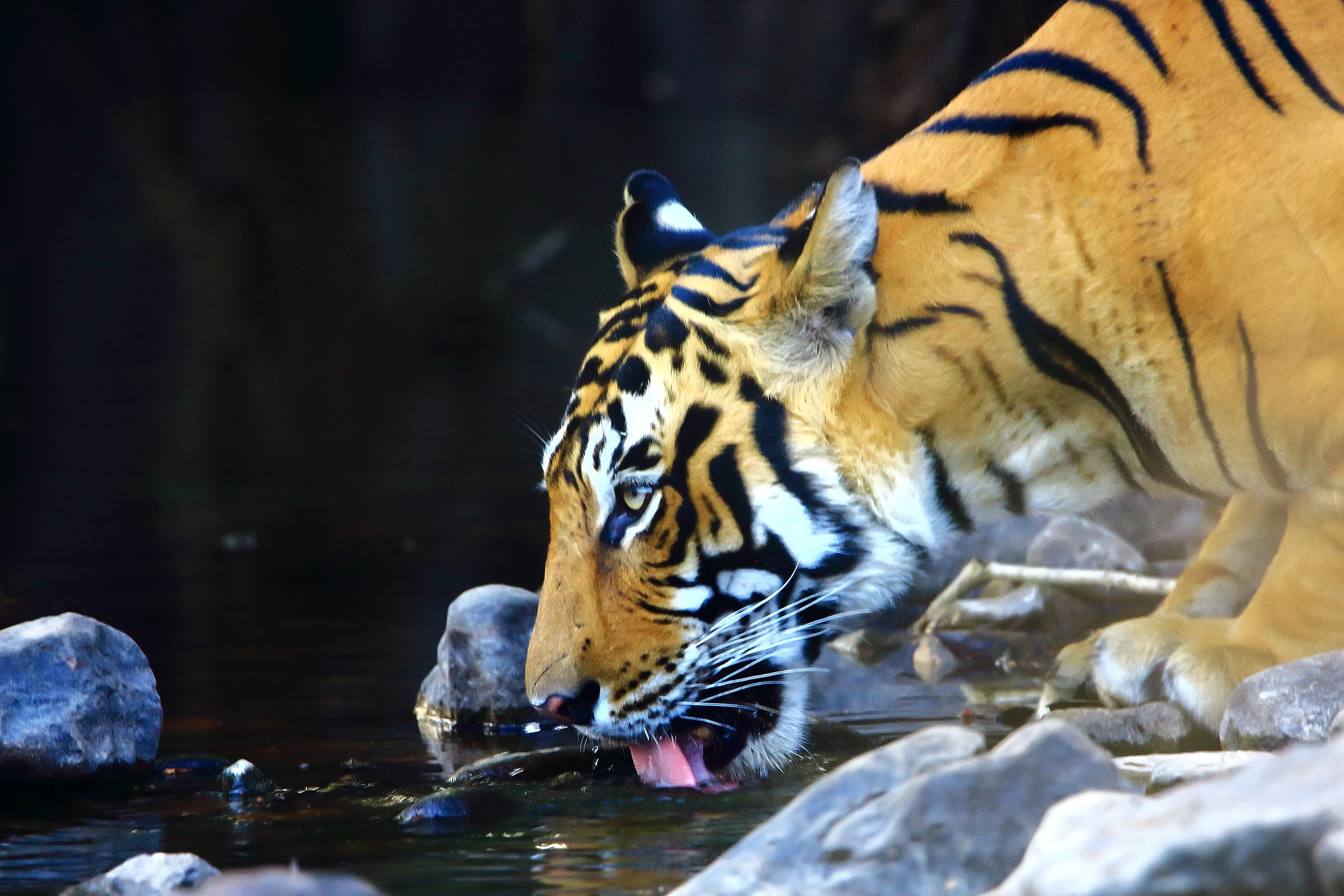 The Wild Thirst