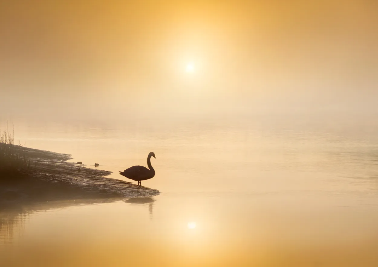 Entry 8074361