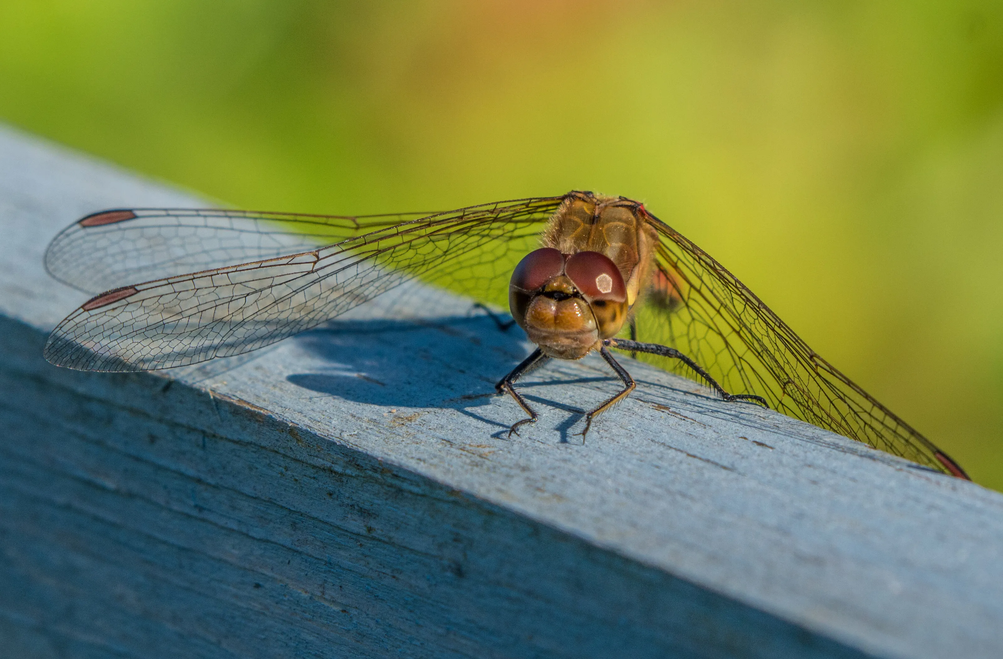 Dragonfly