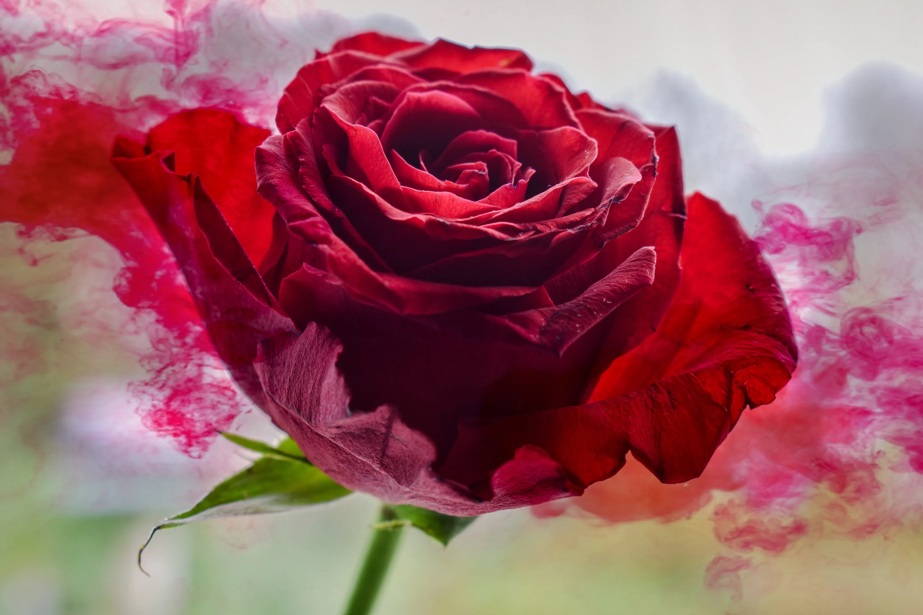 Red rose