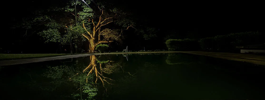 the tree