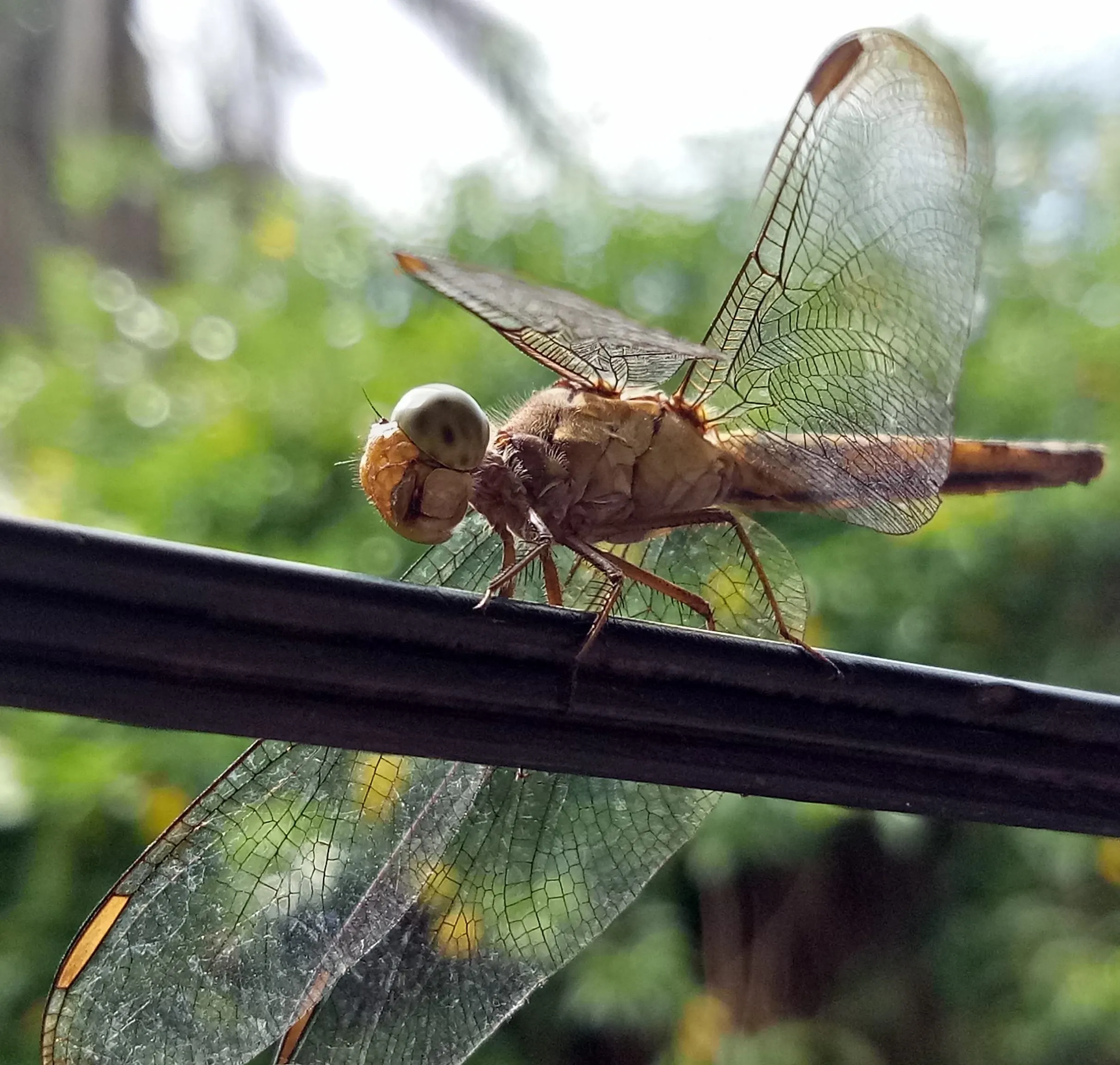 tamed dragonfly
