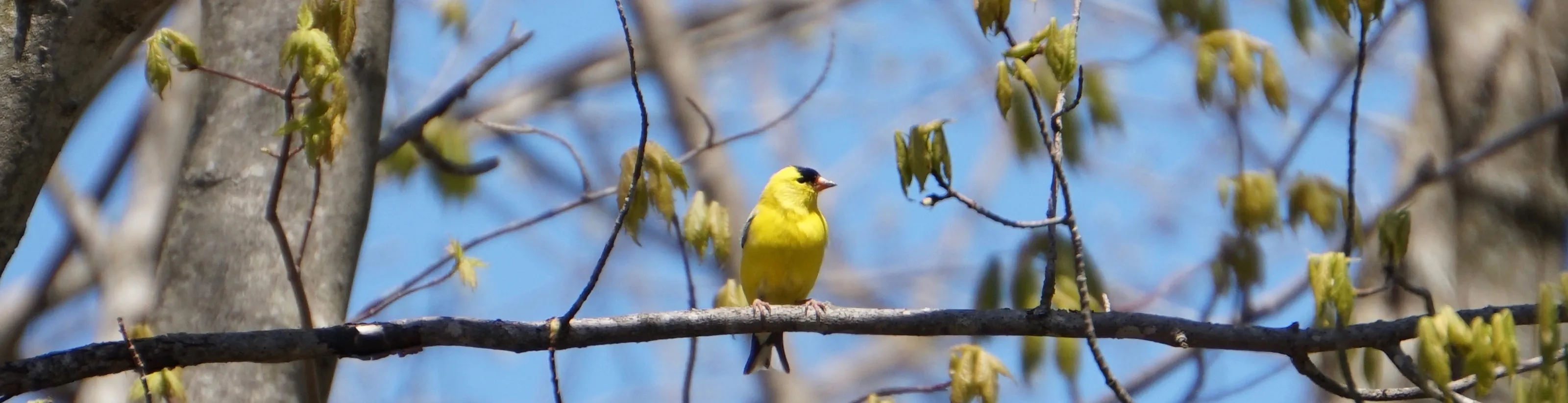 Bird on a Branch