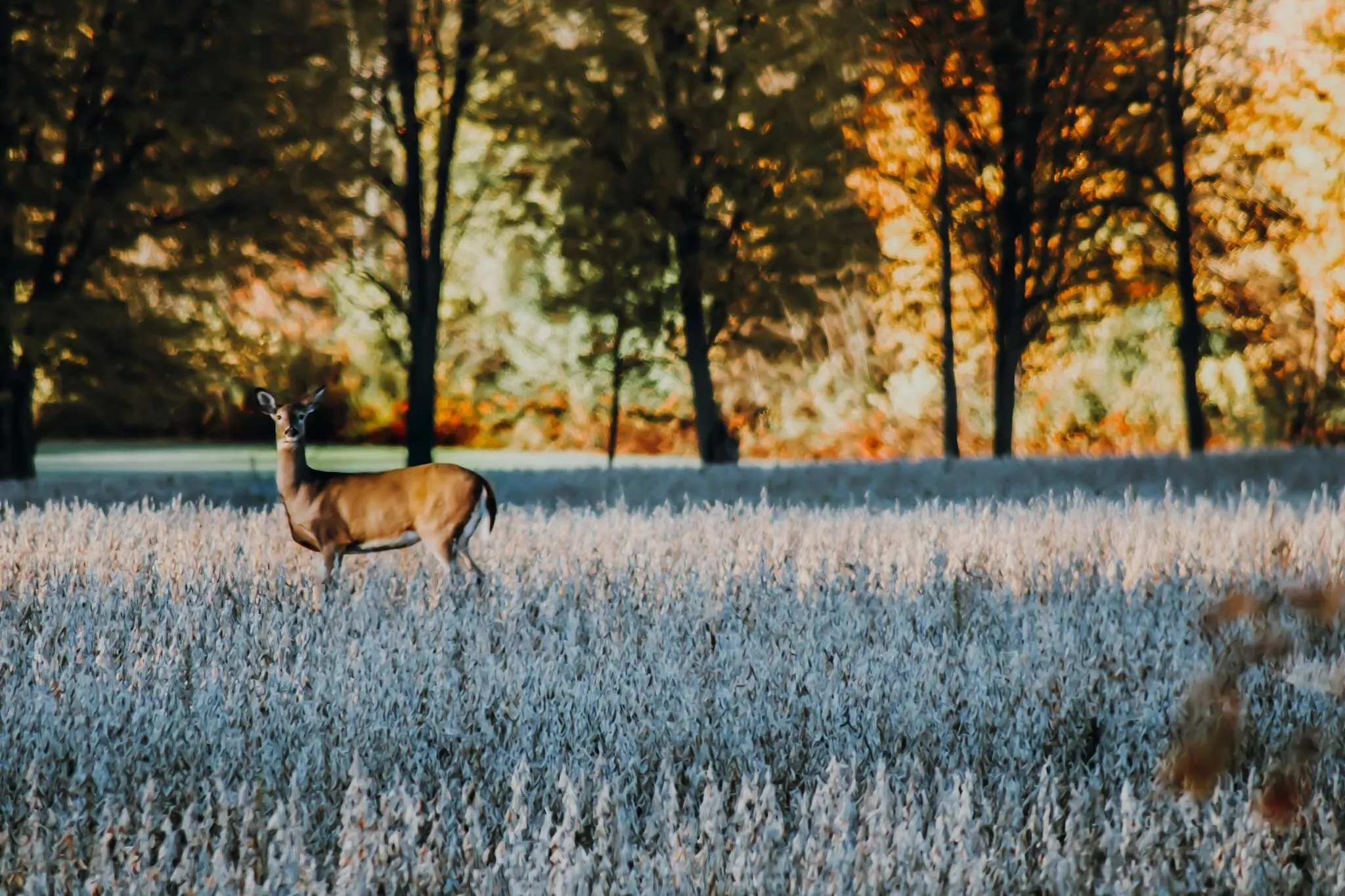 November Michigan Morning
